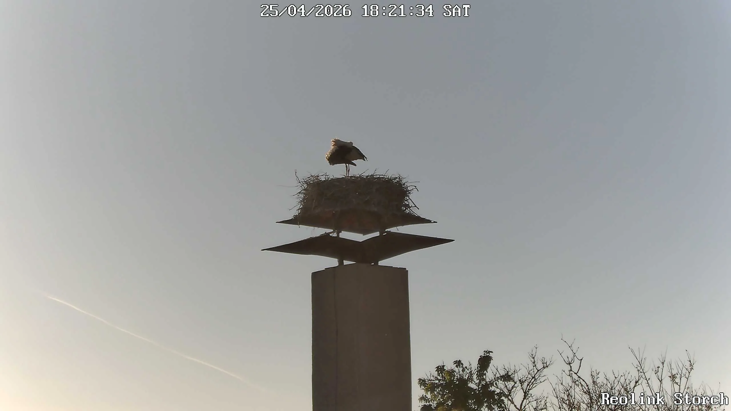 Storchencam Bild