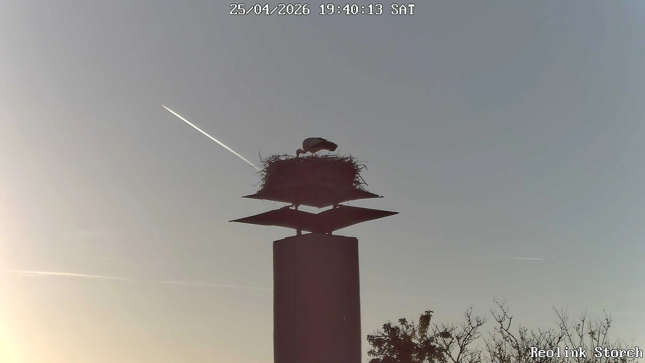 Storchencam Bild