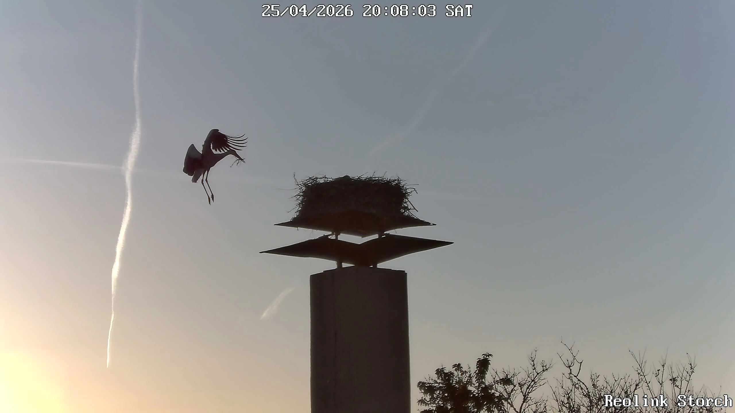 Storchencam Bild