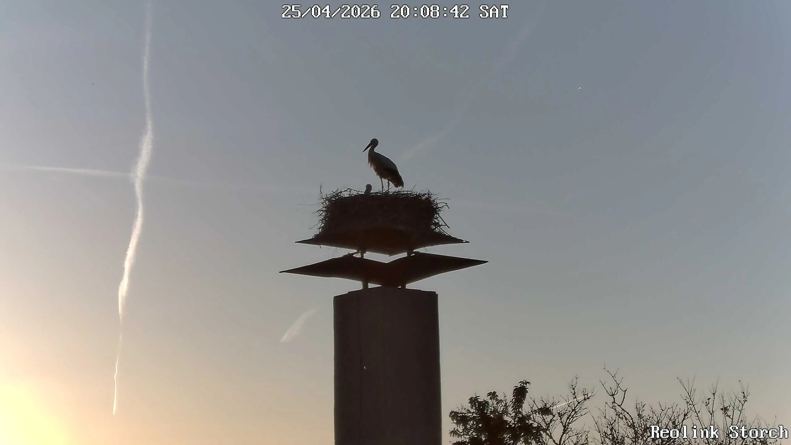 Storchencam Bild