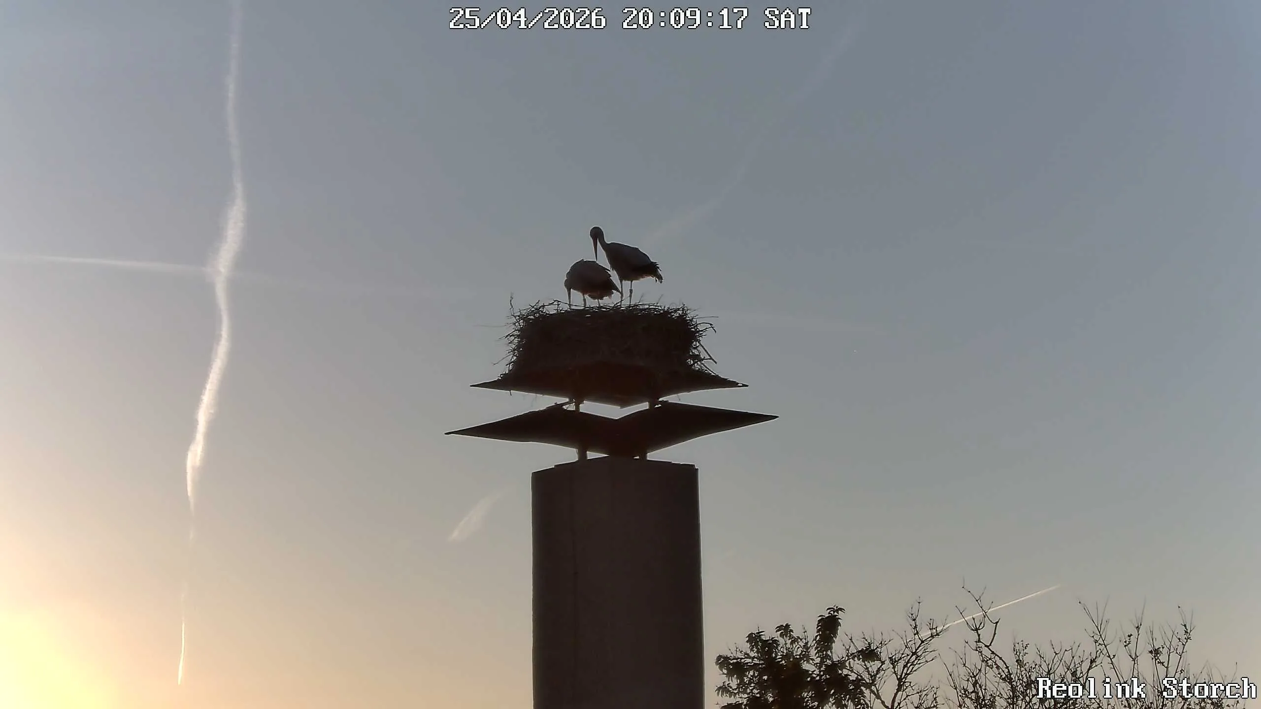 Storchencam Bild