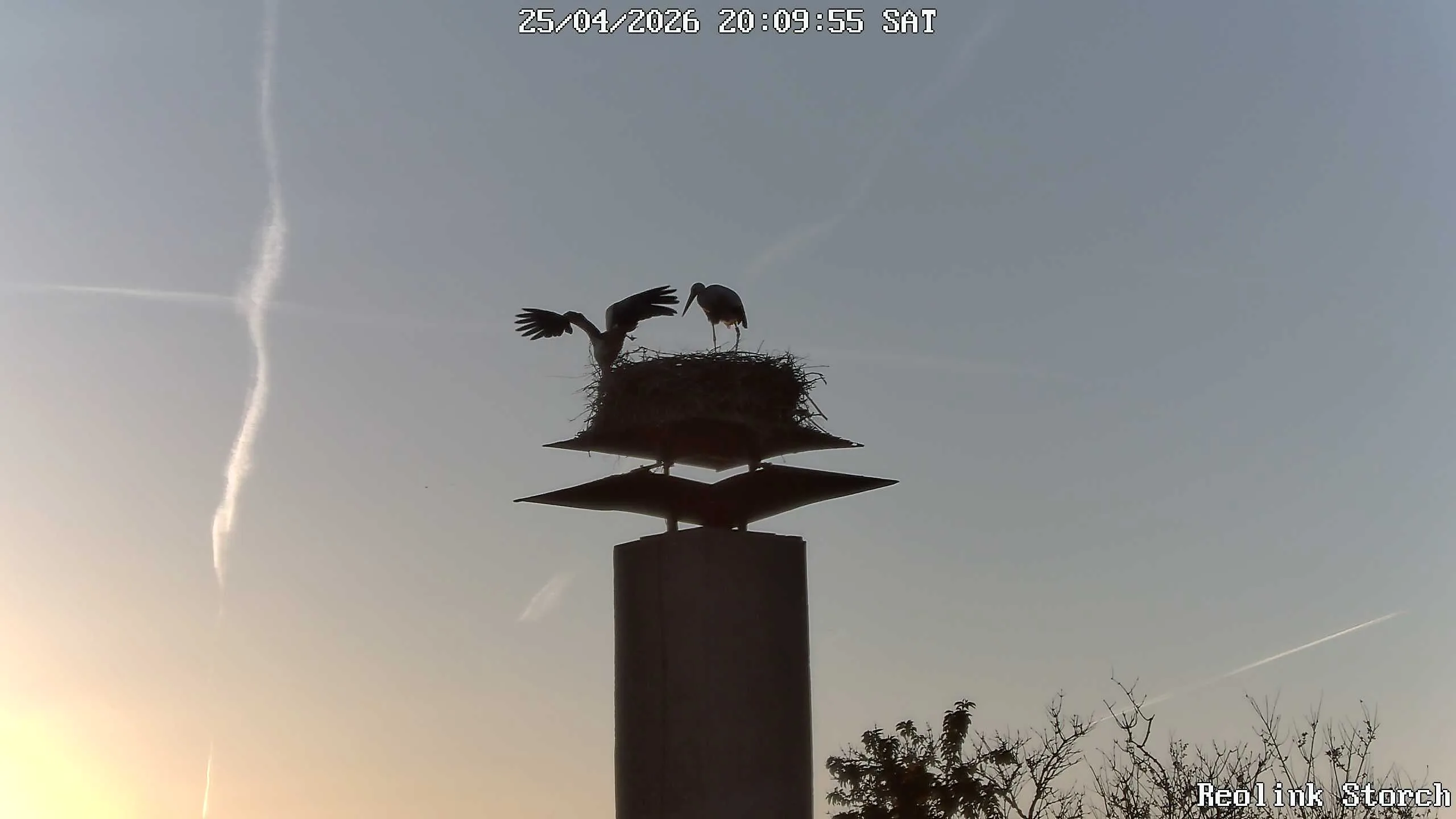 Storchencam Bild