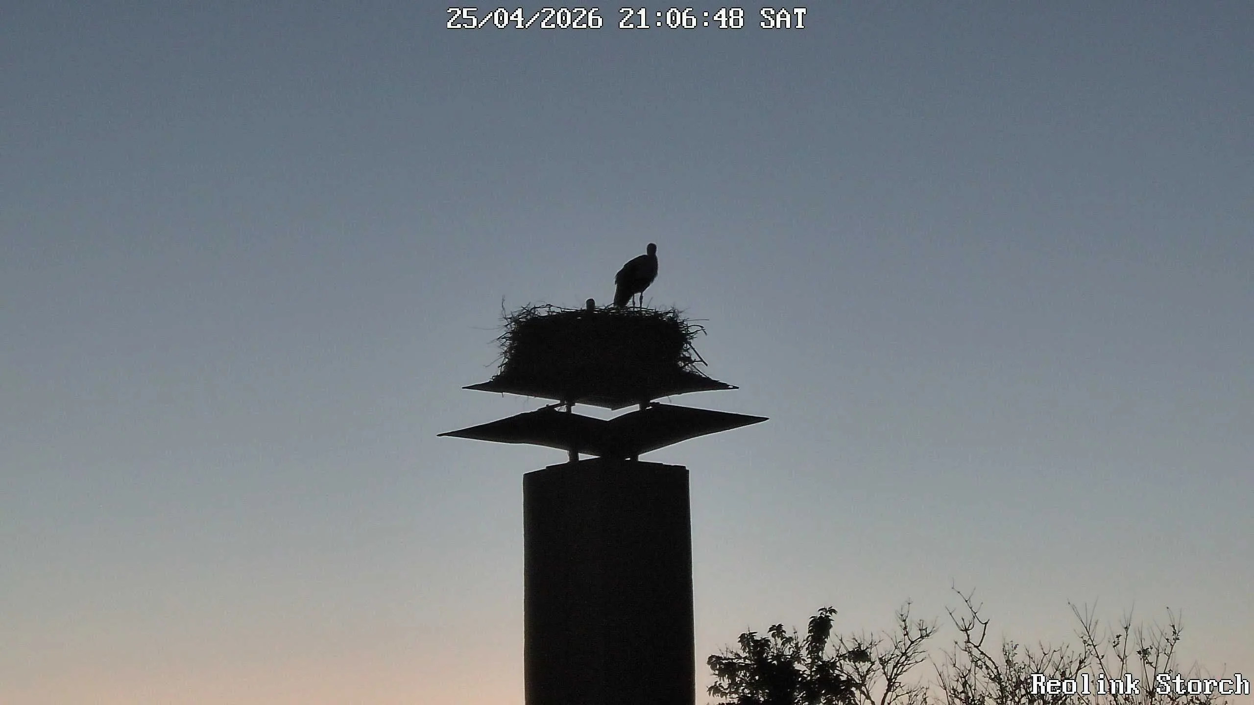 Storchencam Bild