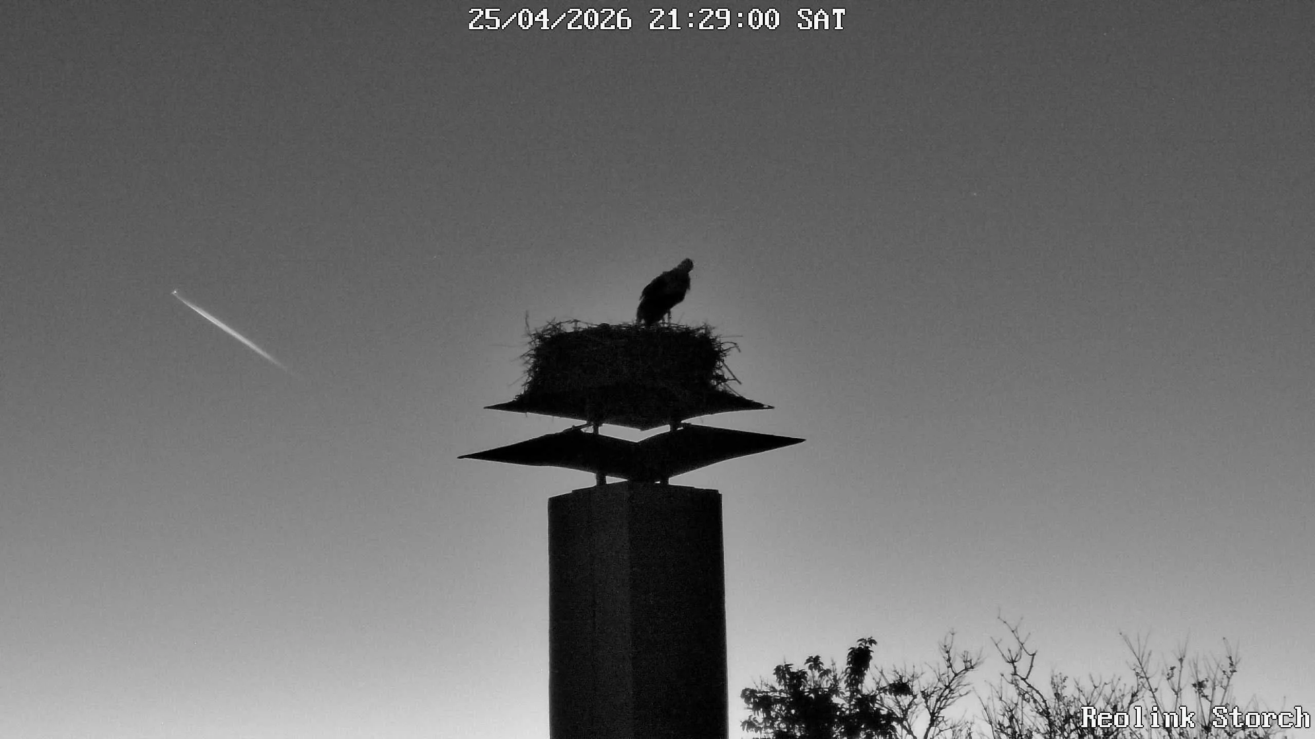 Storchencam Bild