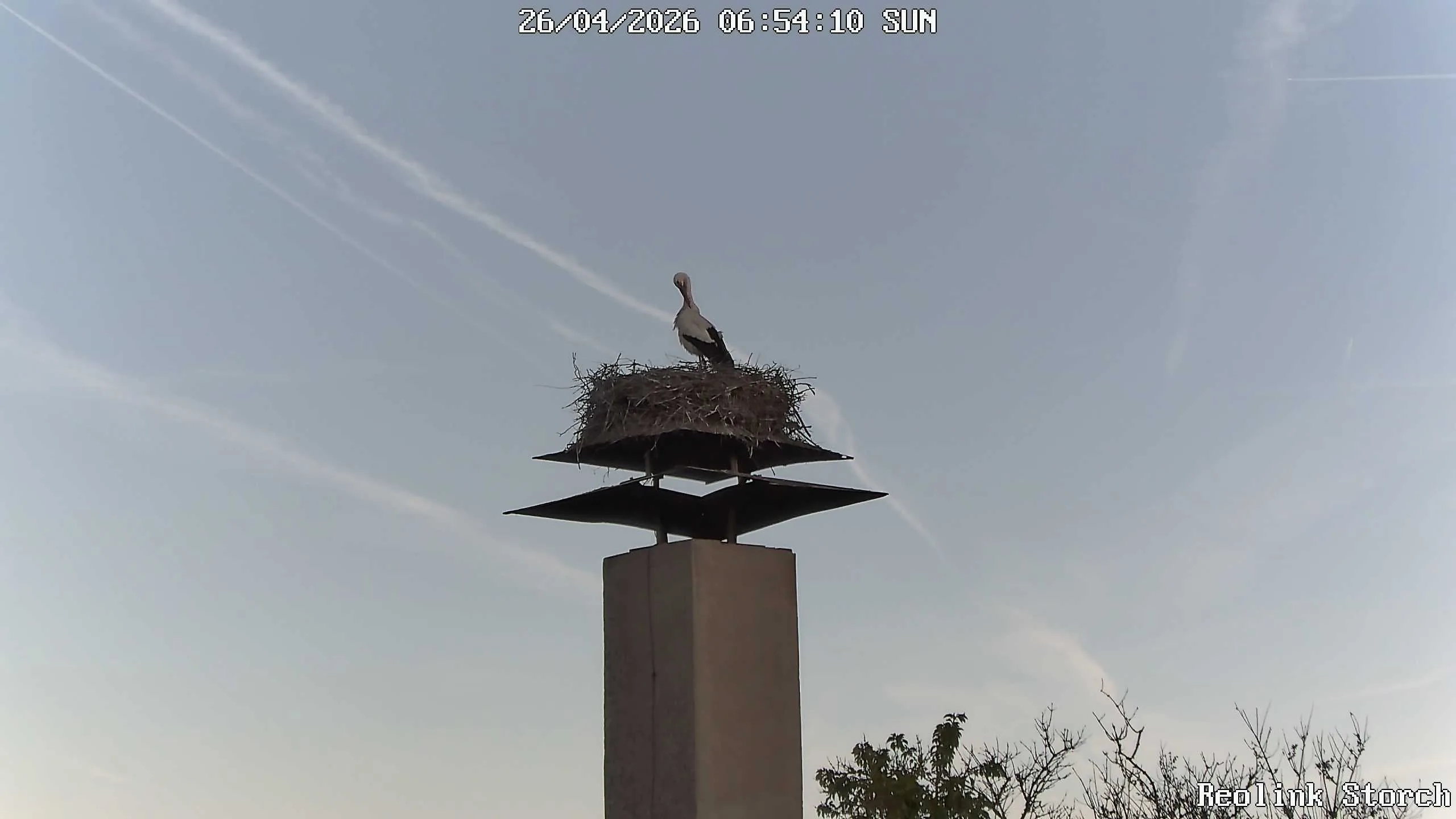 Storchencam Bild