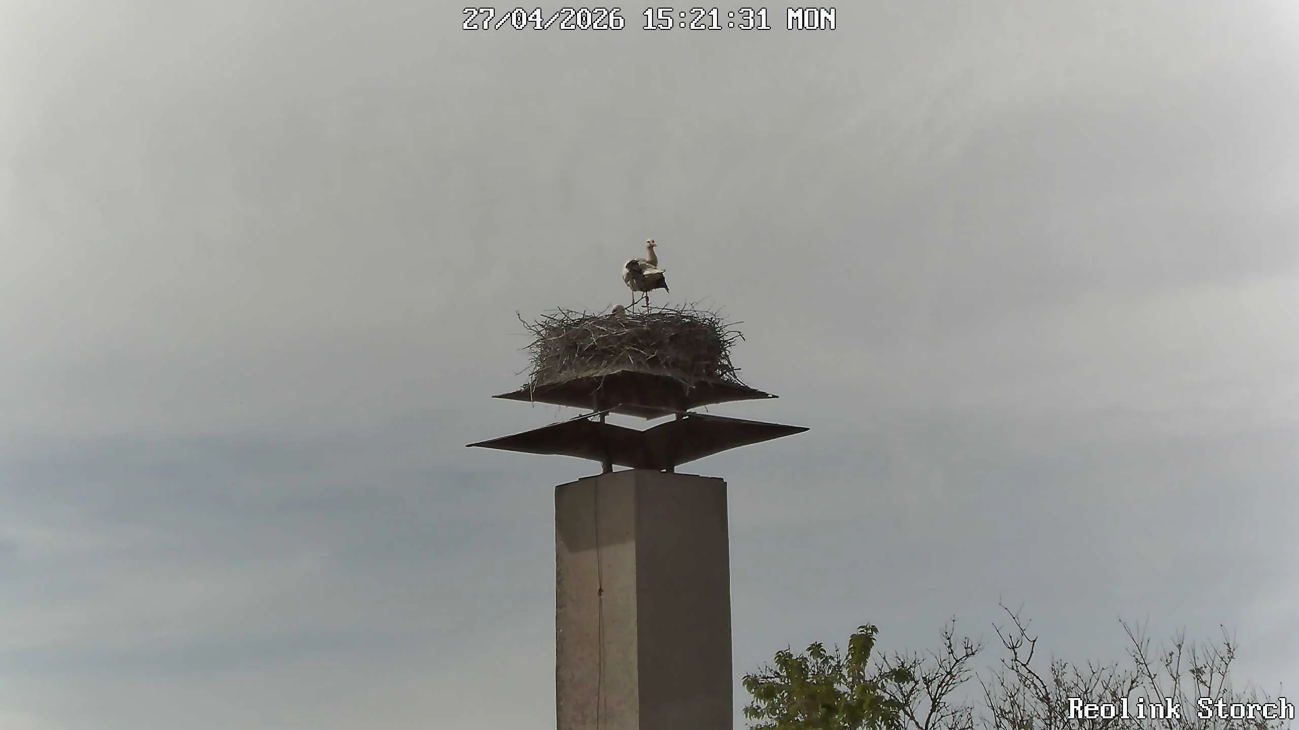 Storchencam Bild
