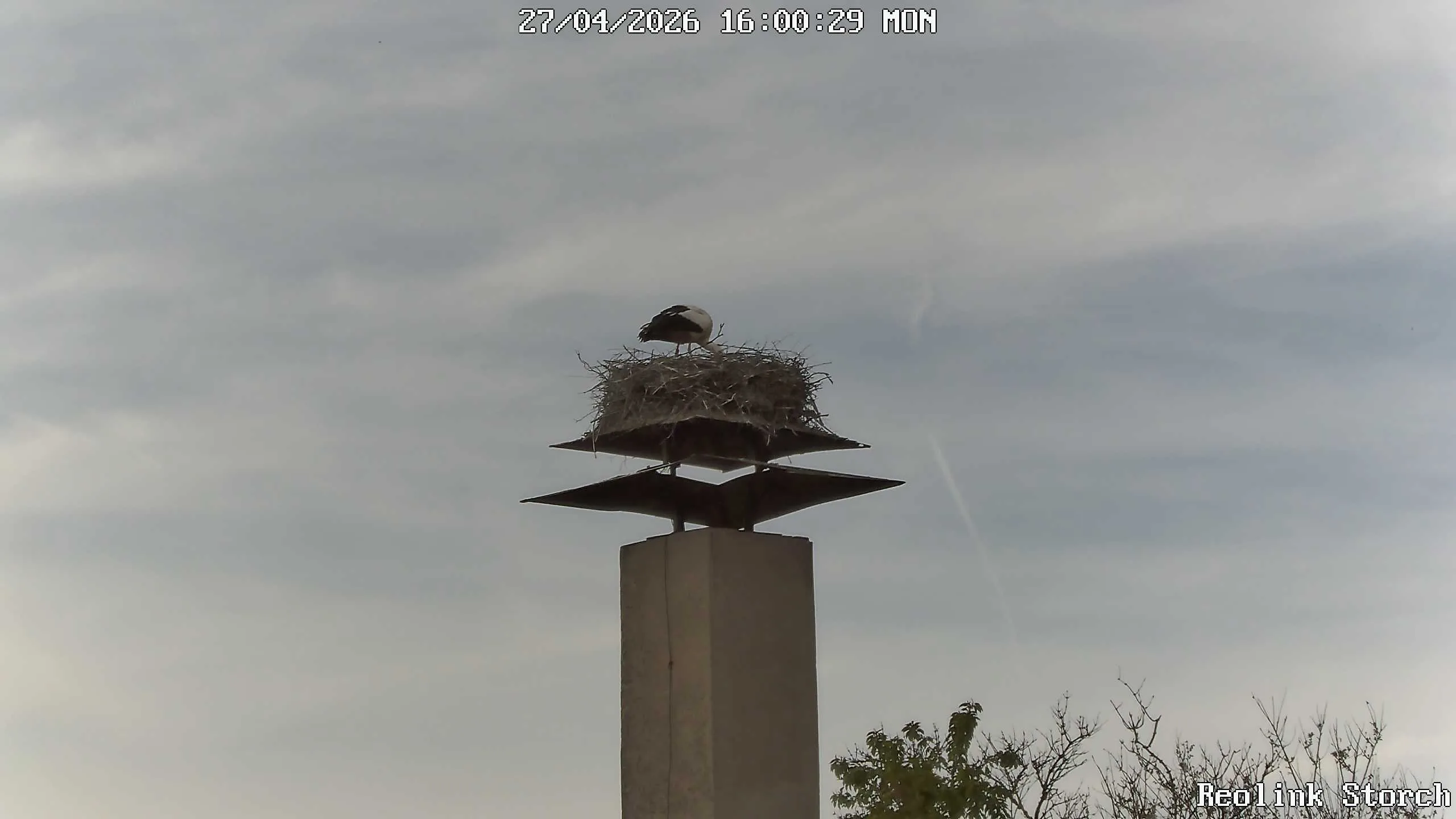 Storchencam Bild