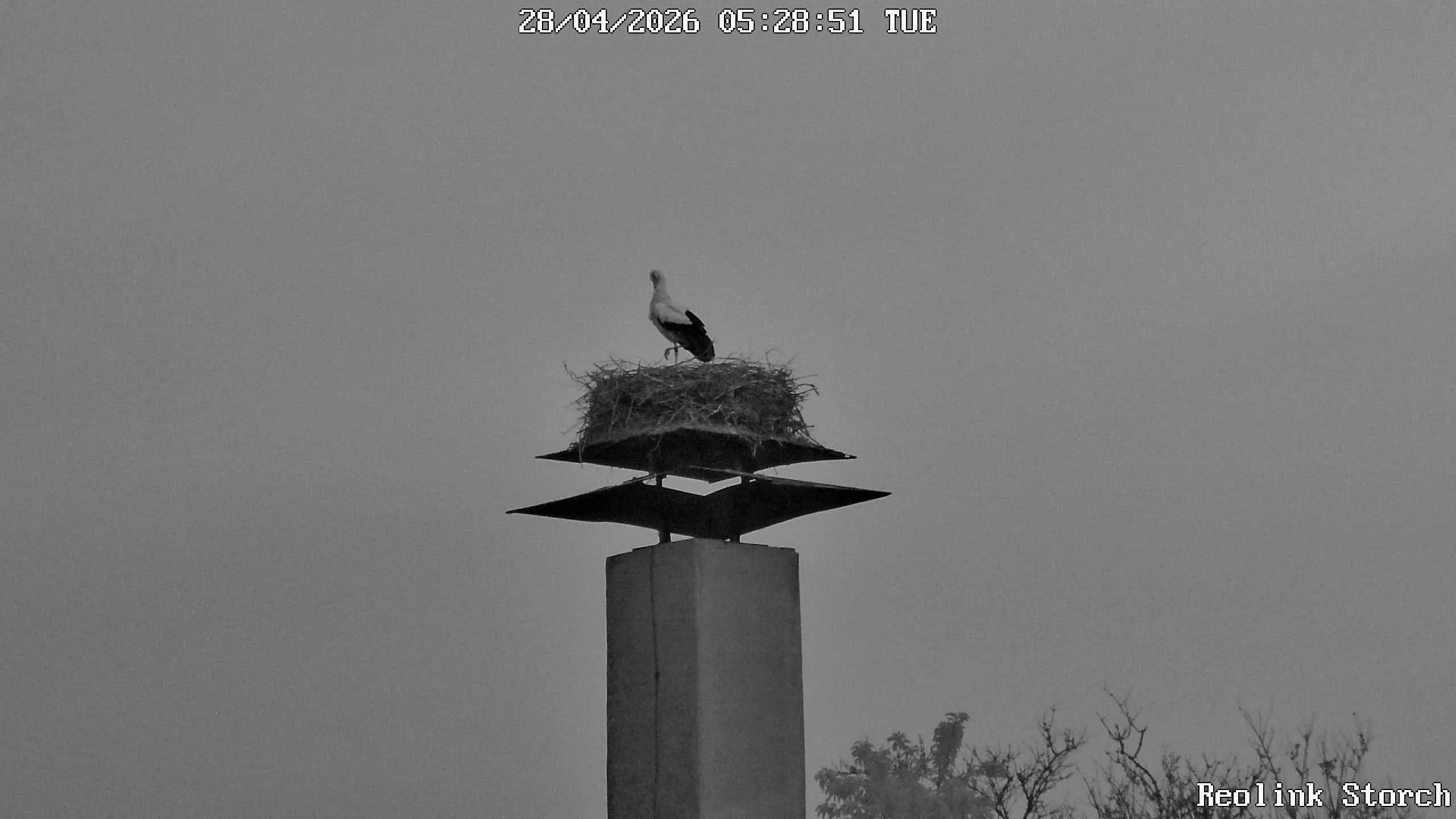 Storchencam Bild