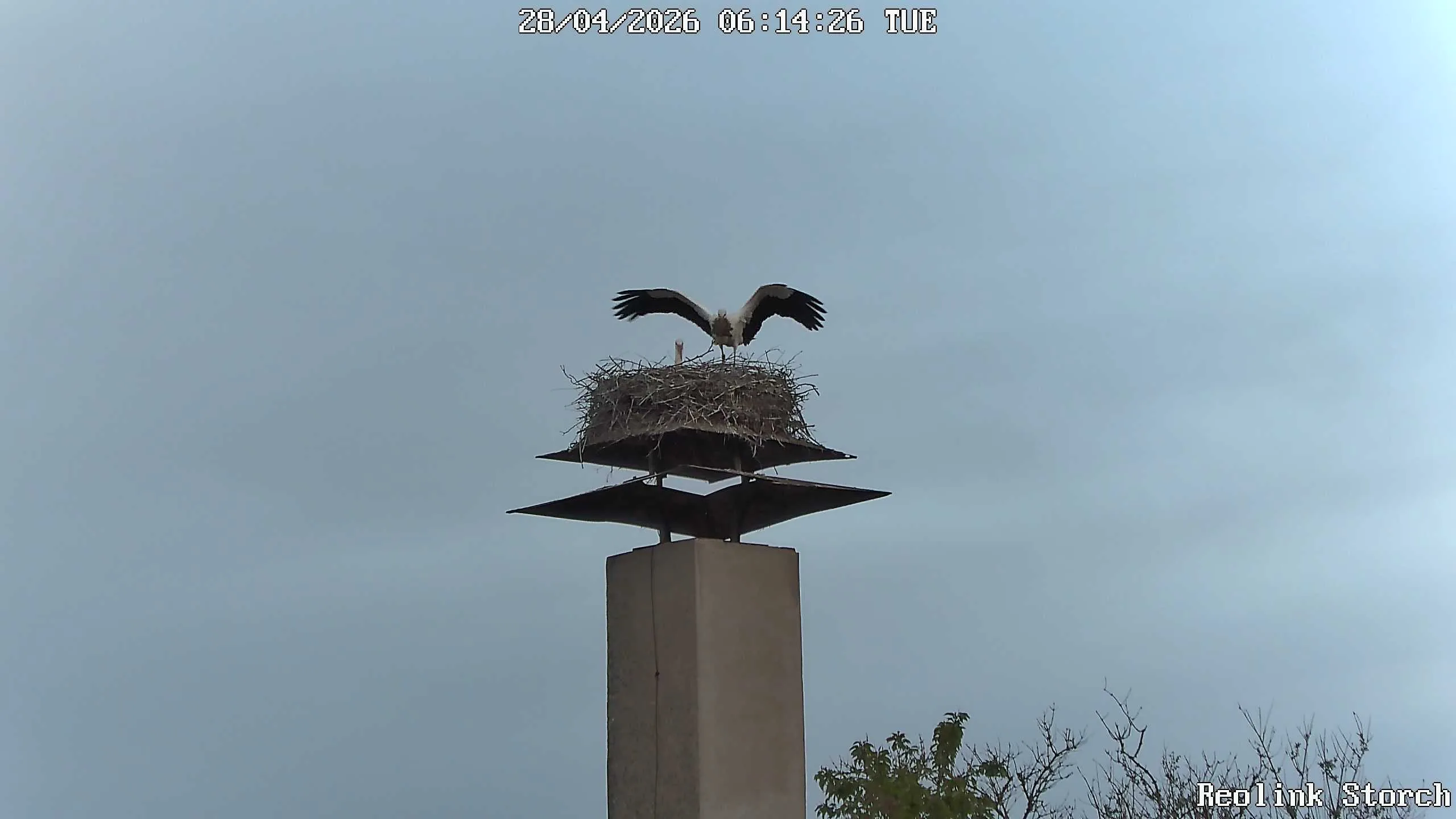 Storchencam Bild