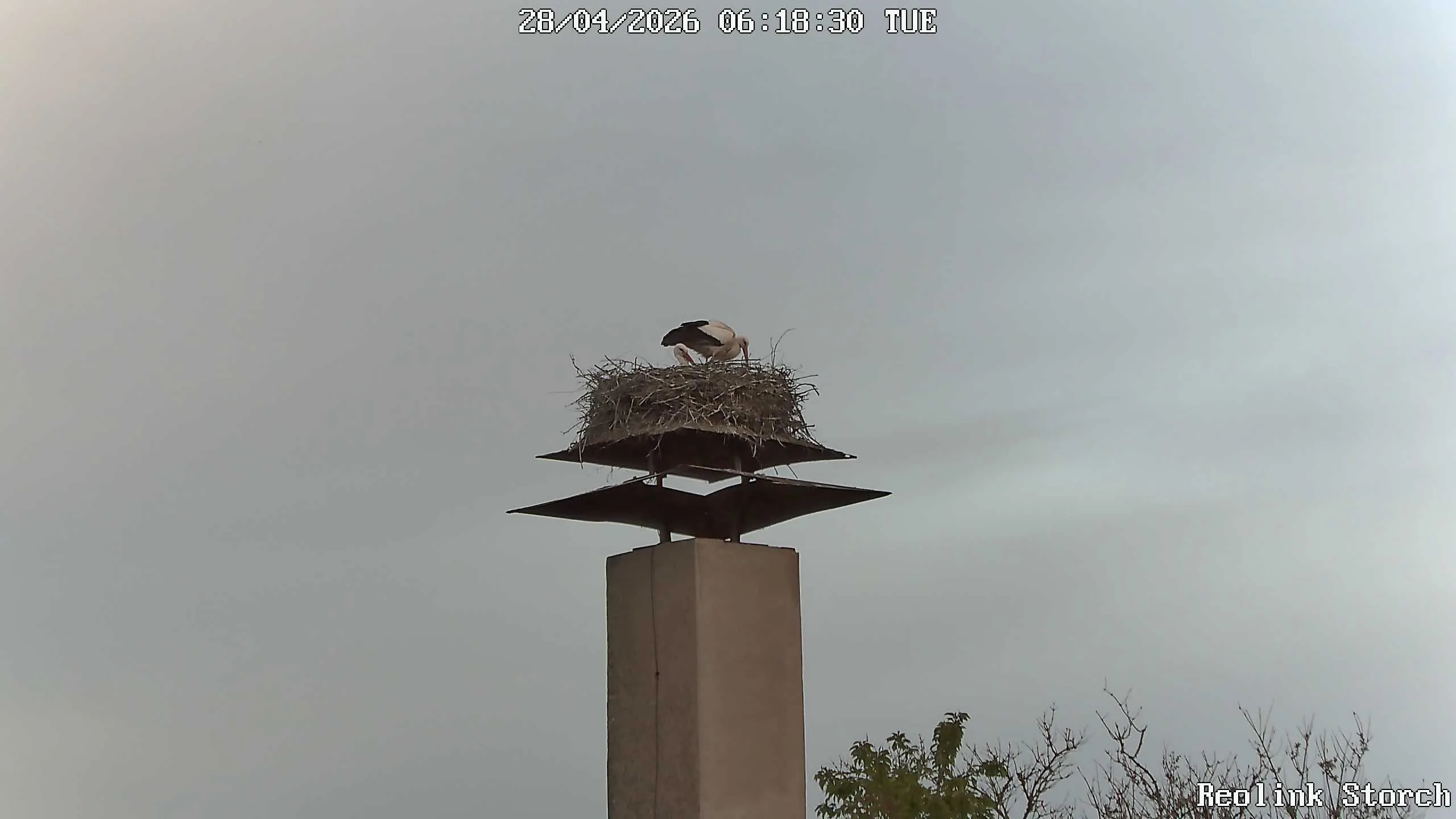 Storchencam Bild