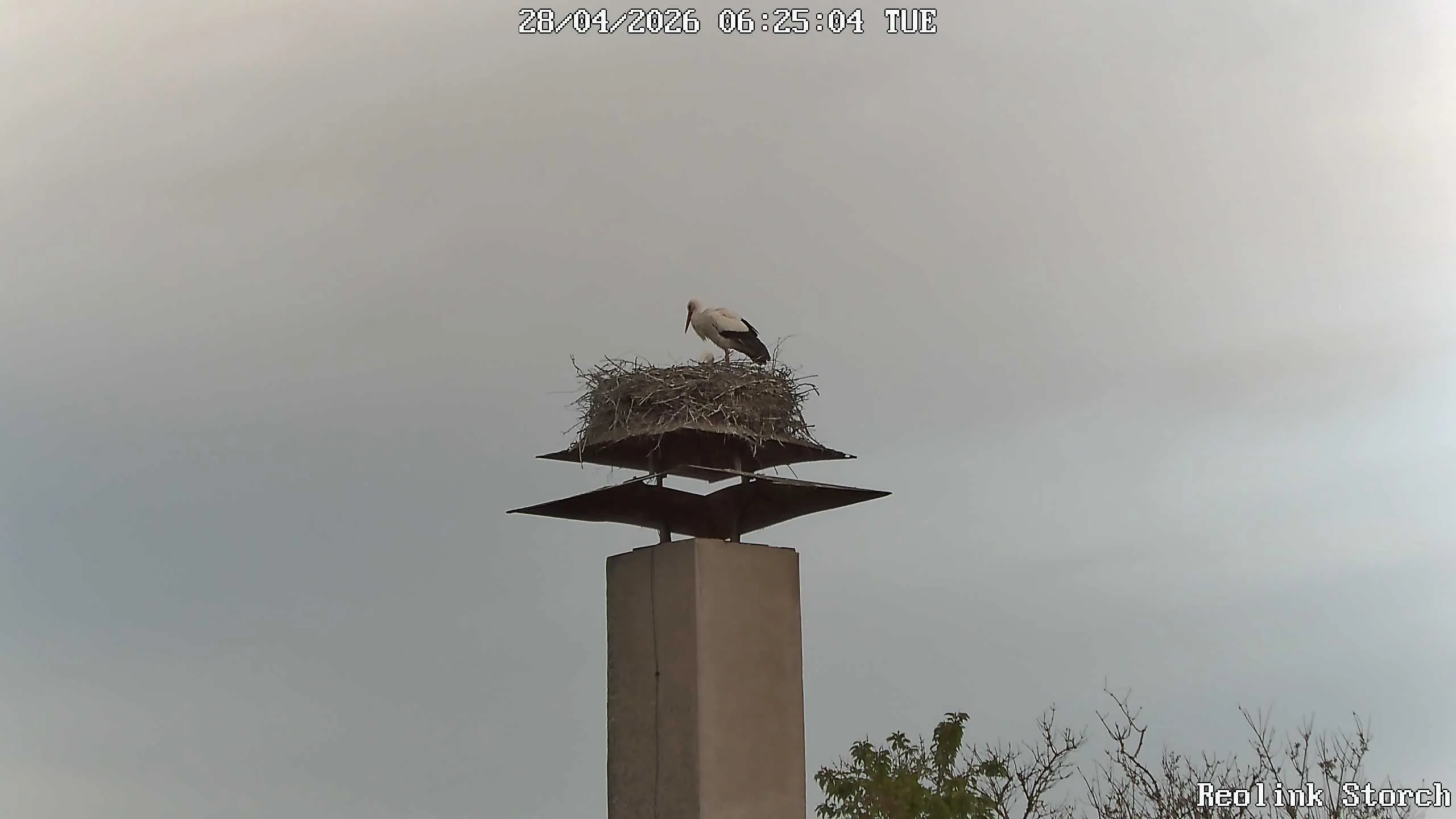 Storchencam Bild