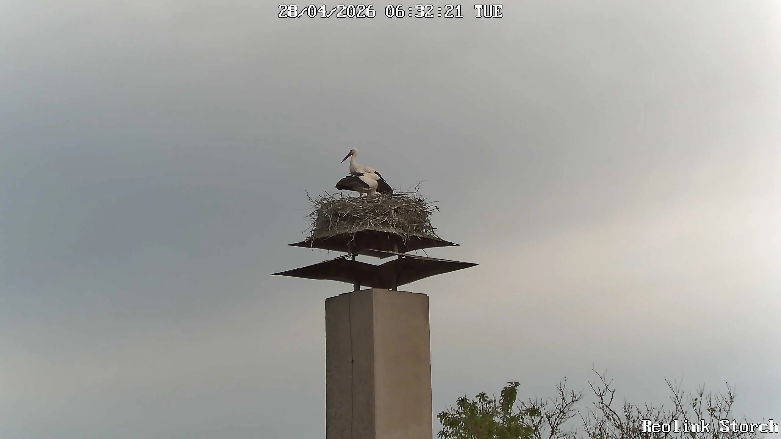 Storchencam Bild