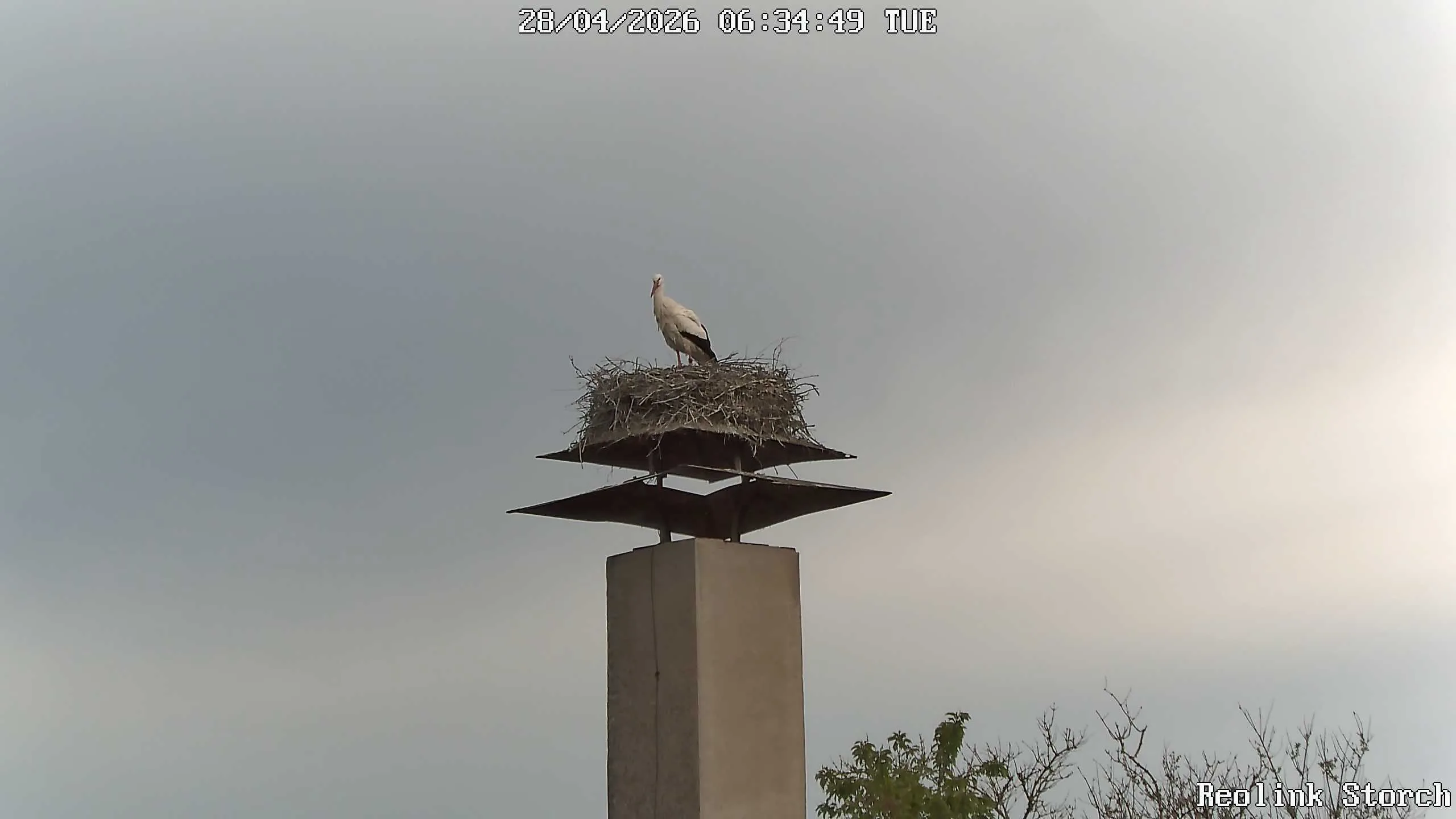 Storchencam Bild