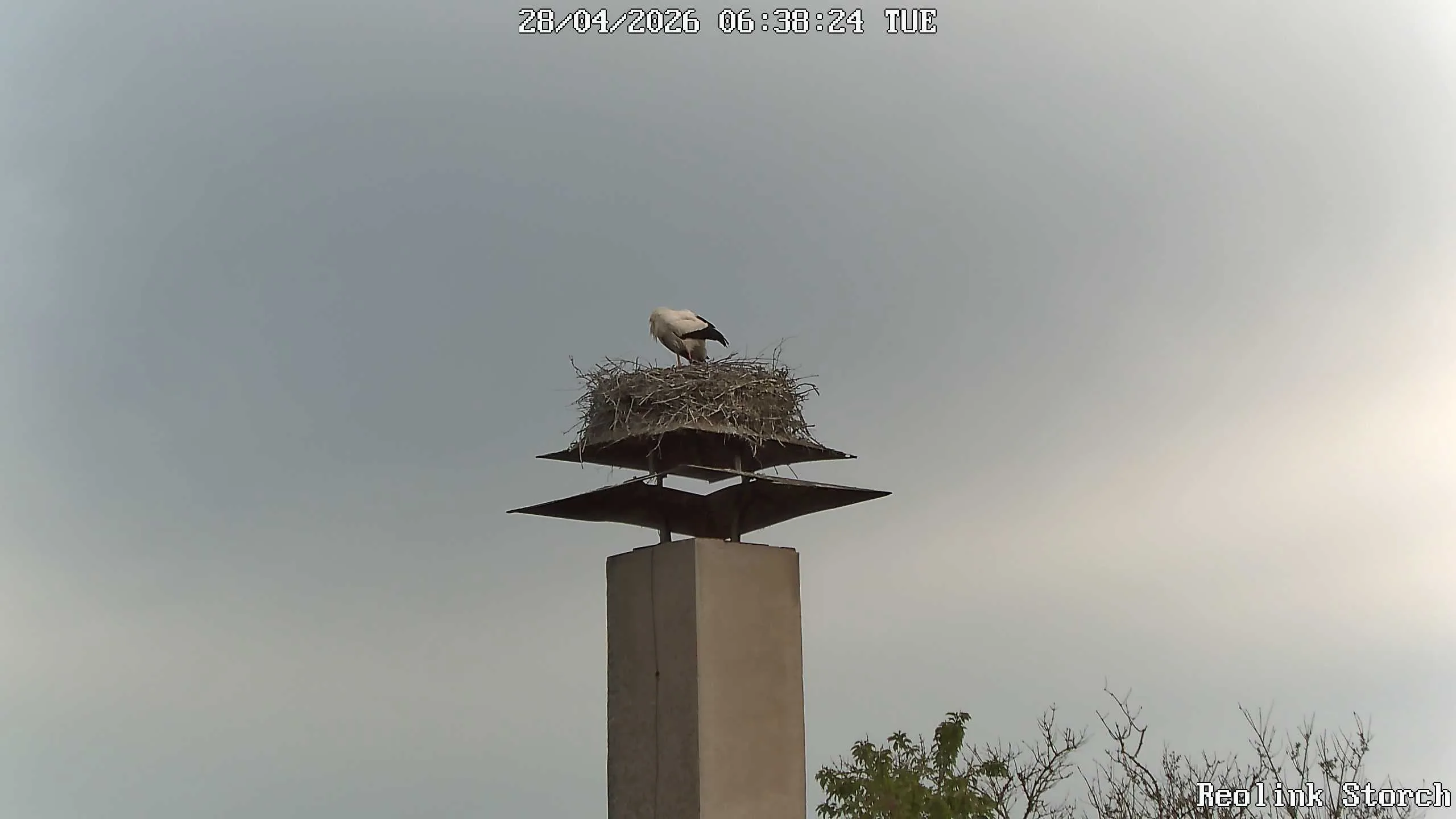 Storchencam Bild