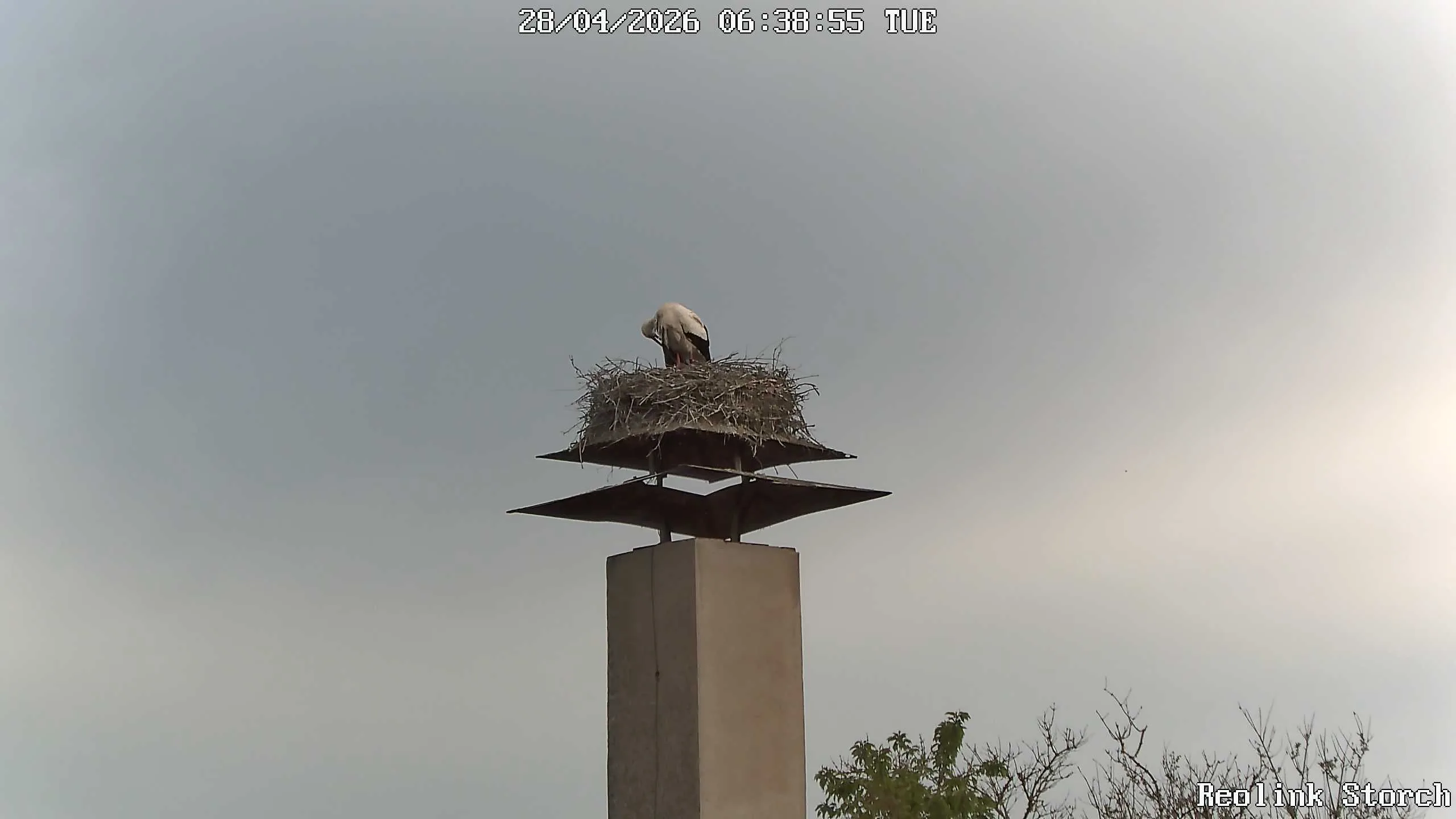 Storchencam Bild