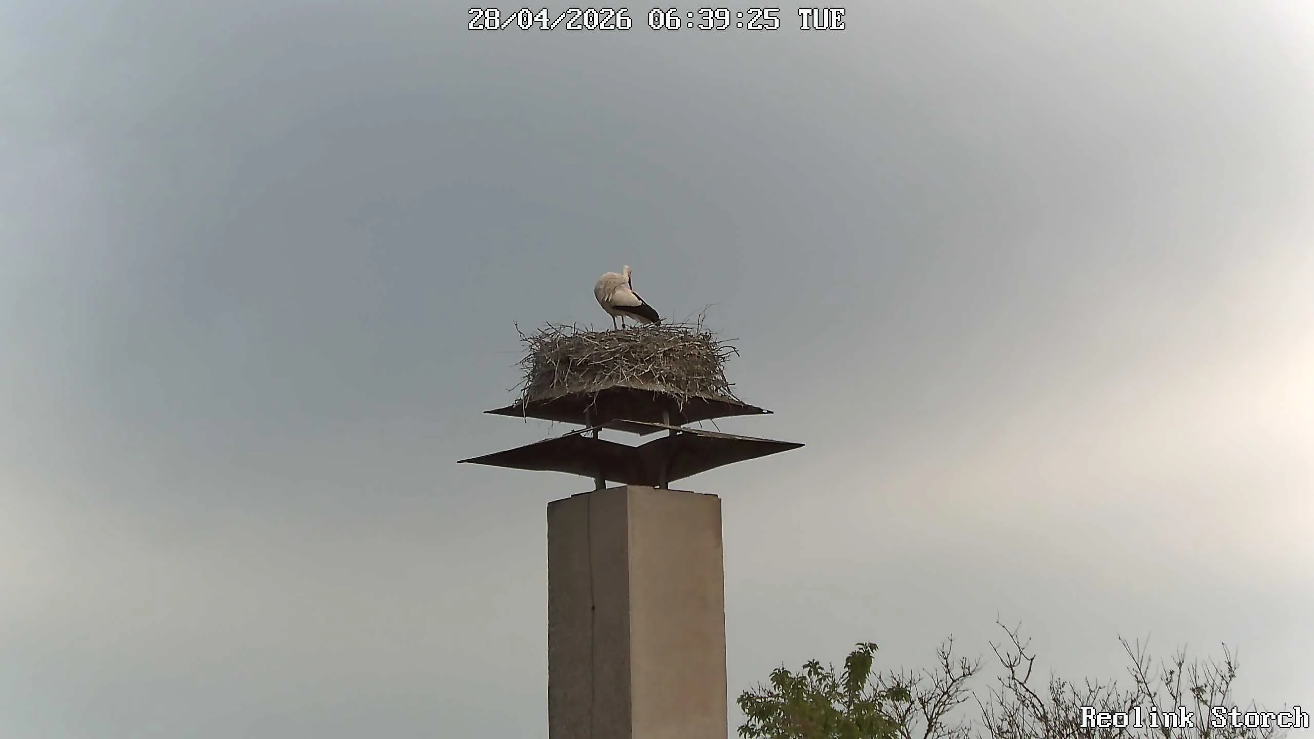 Storchencam Bild