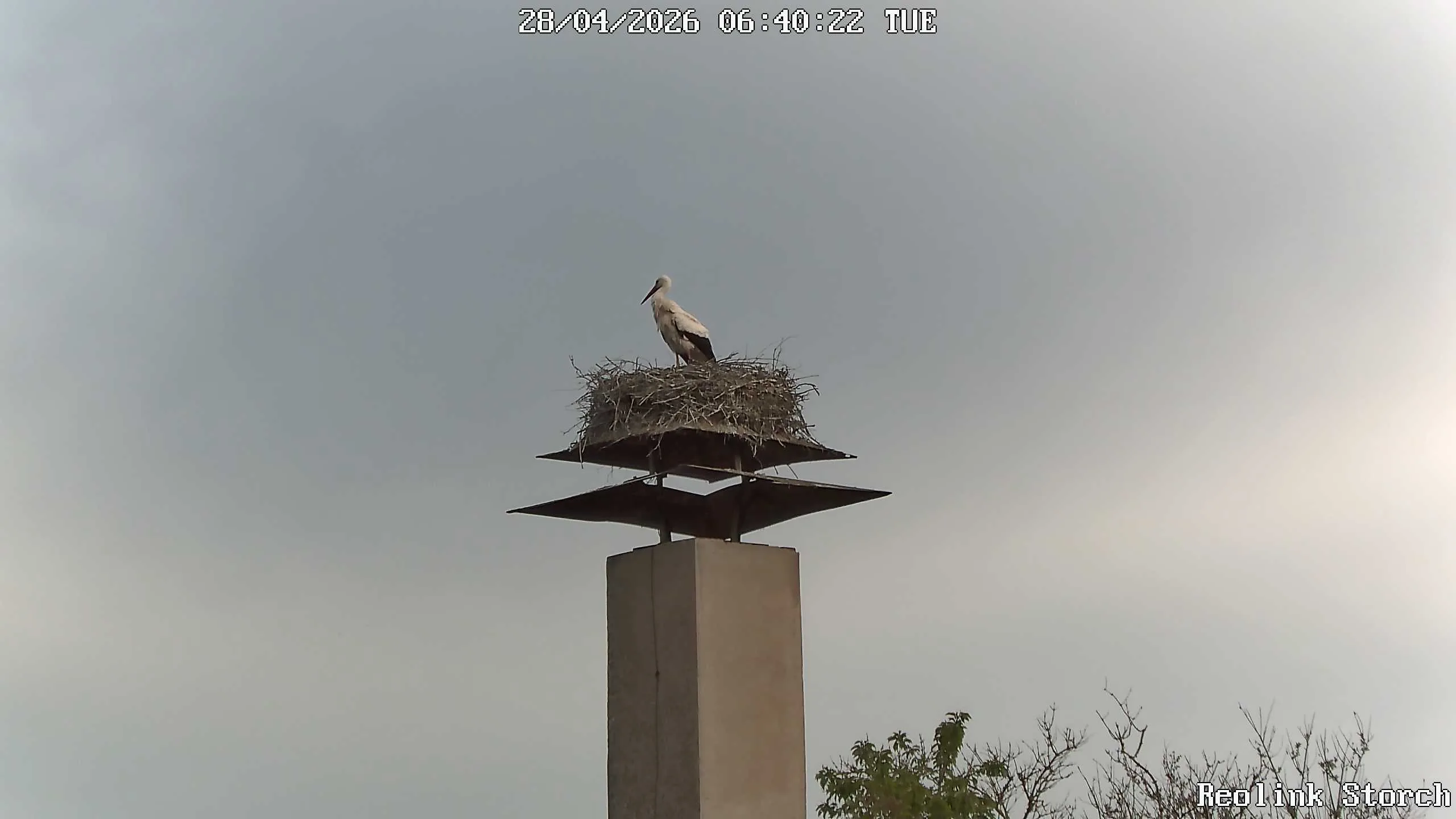Storchencam Bild