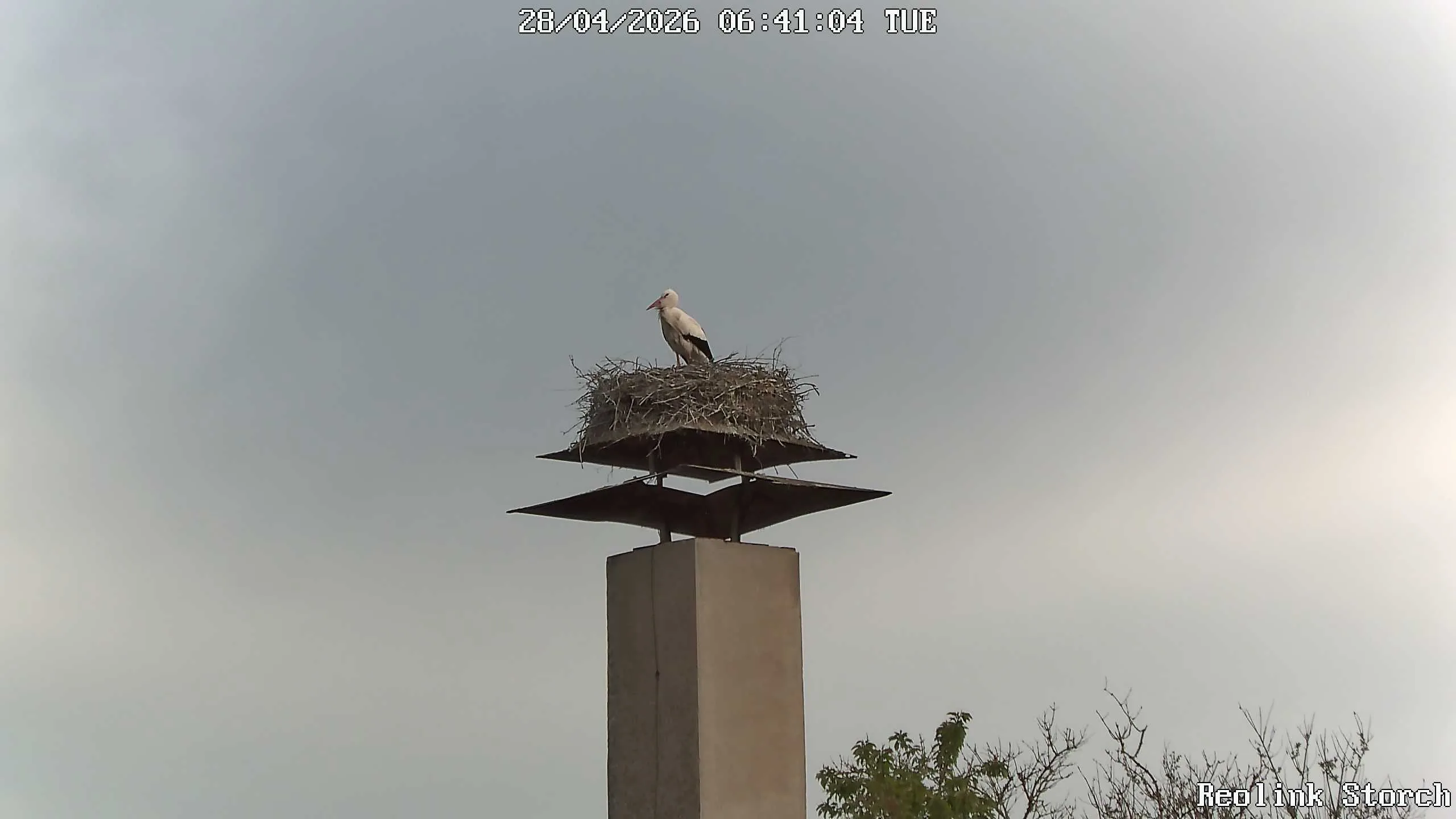 Storchencam Bild