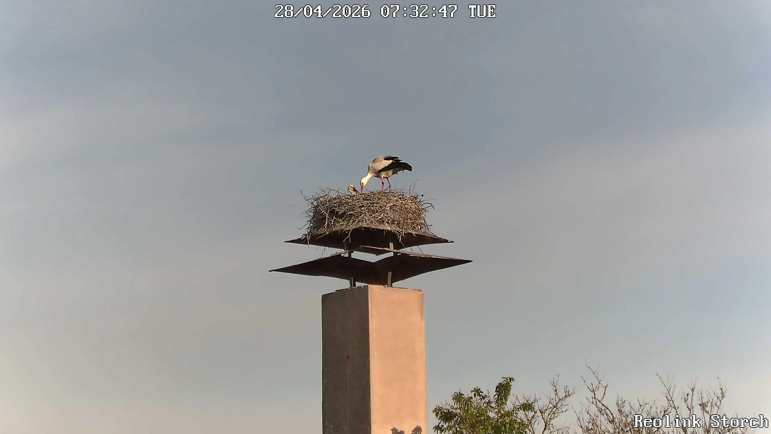 Storchencam Bild