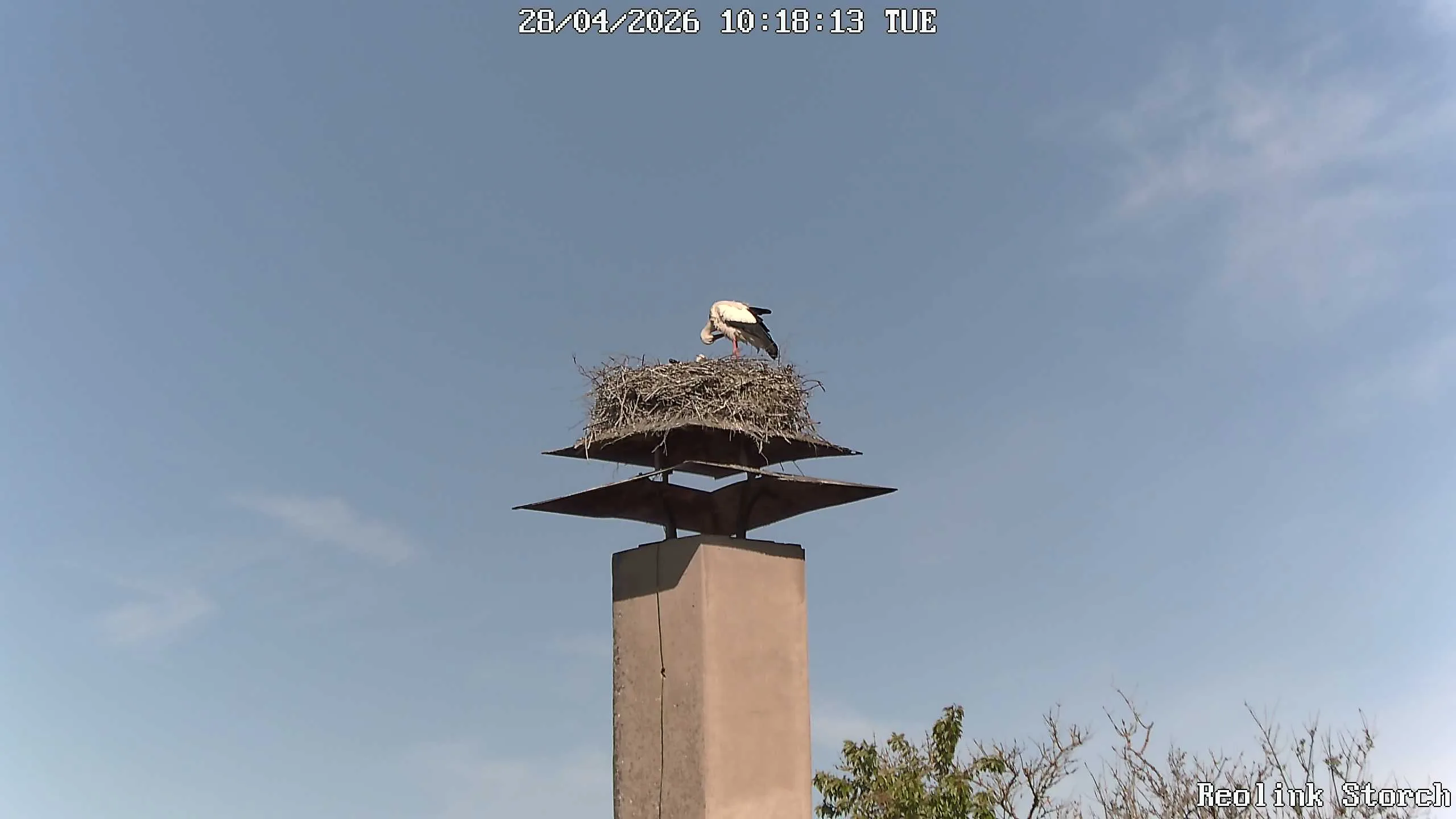 Storchencam Bild