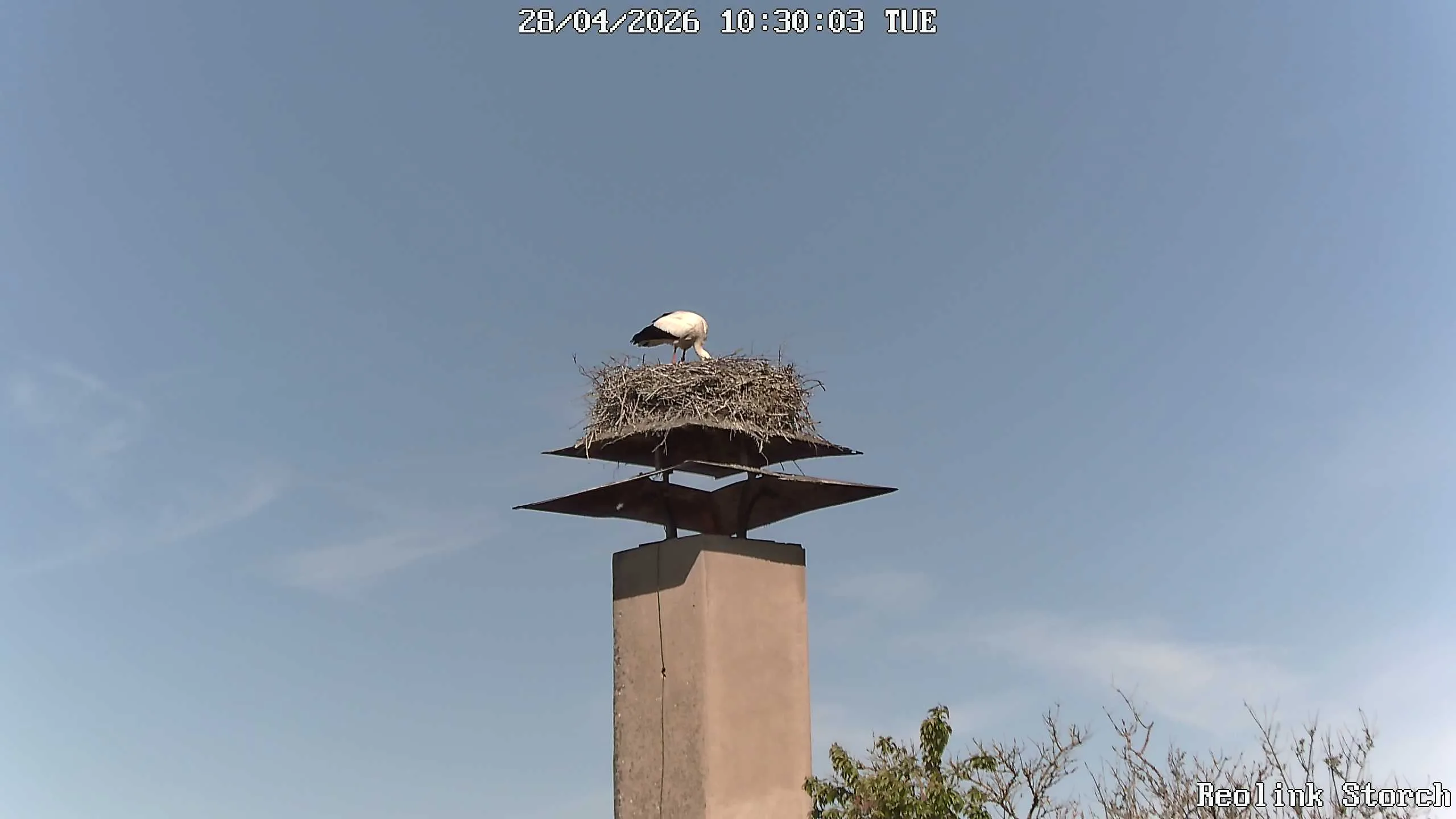 Storchencam Bild