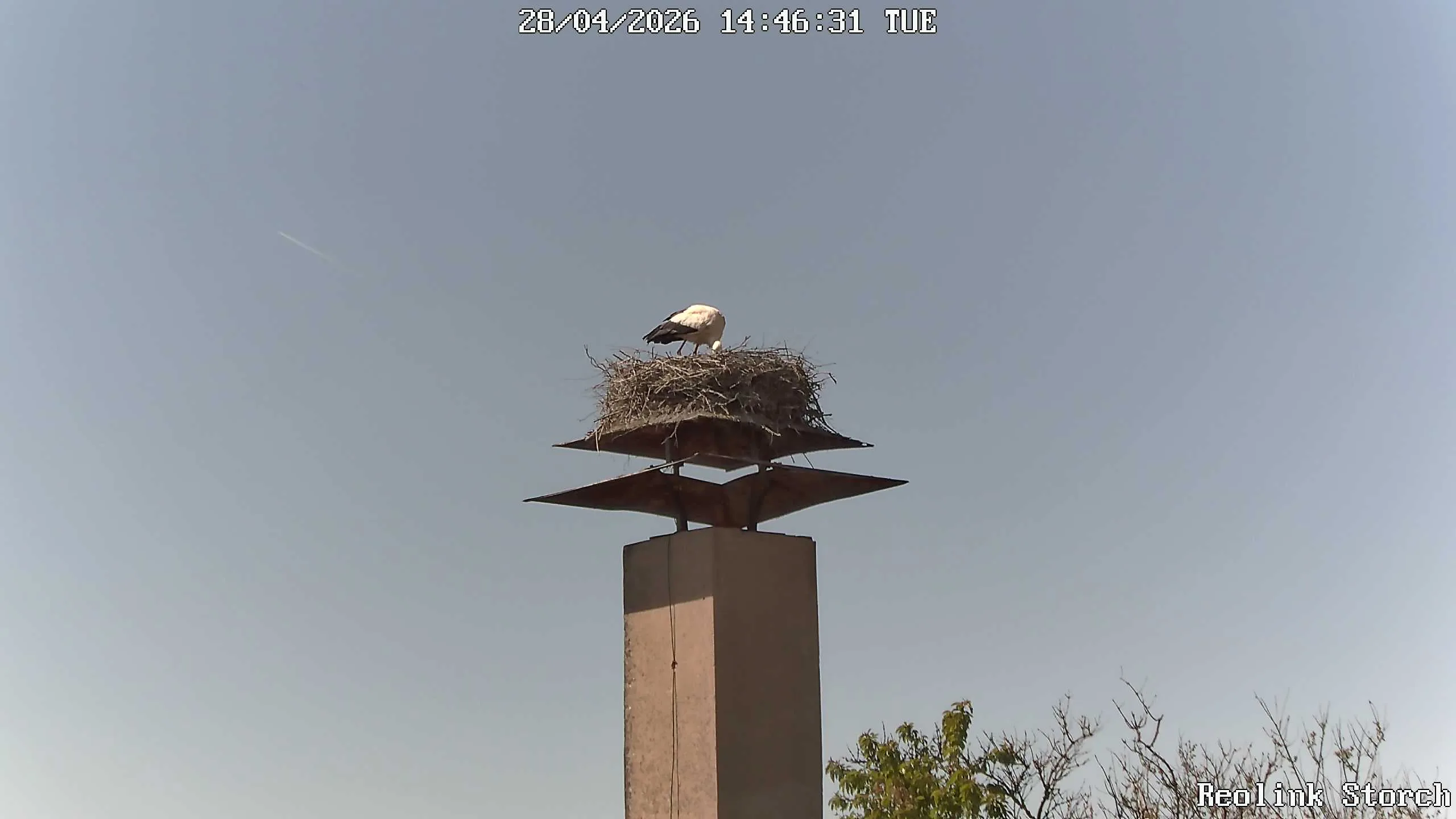 Storchencam Bild