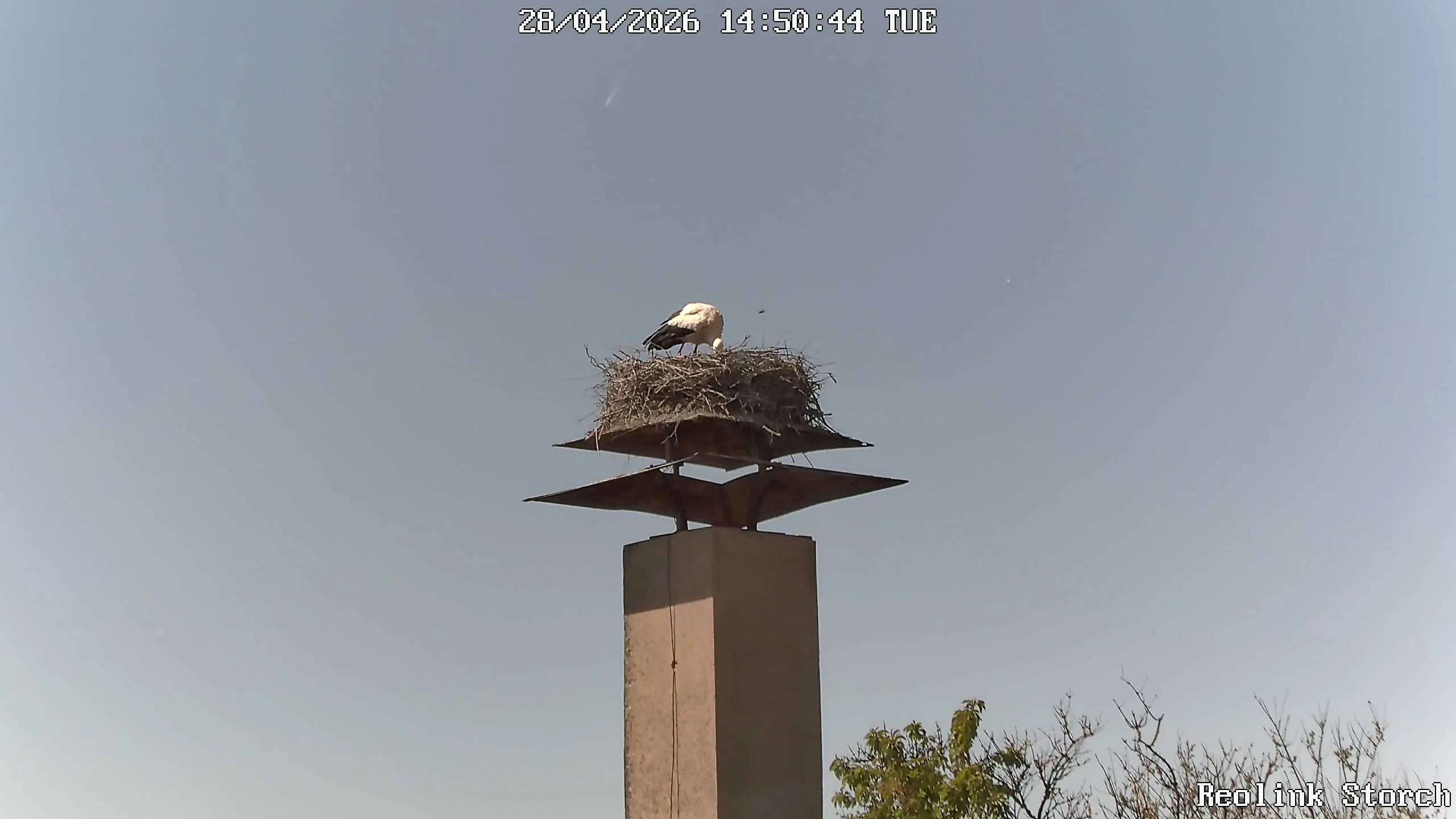 Storchencam Bild