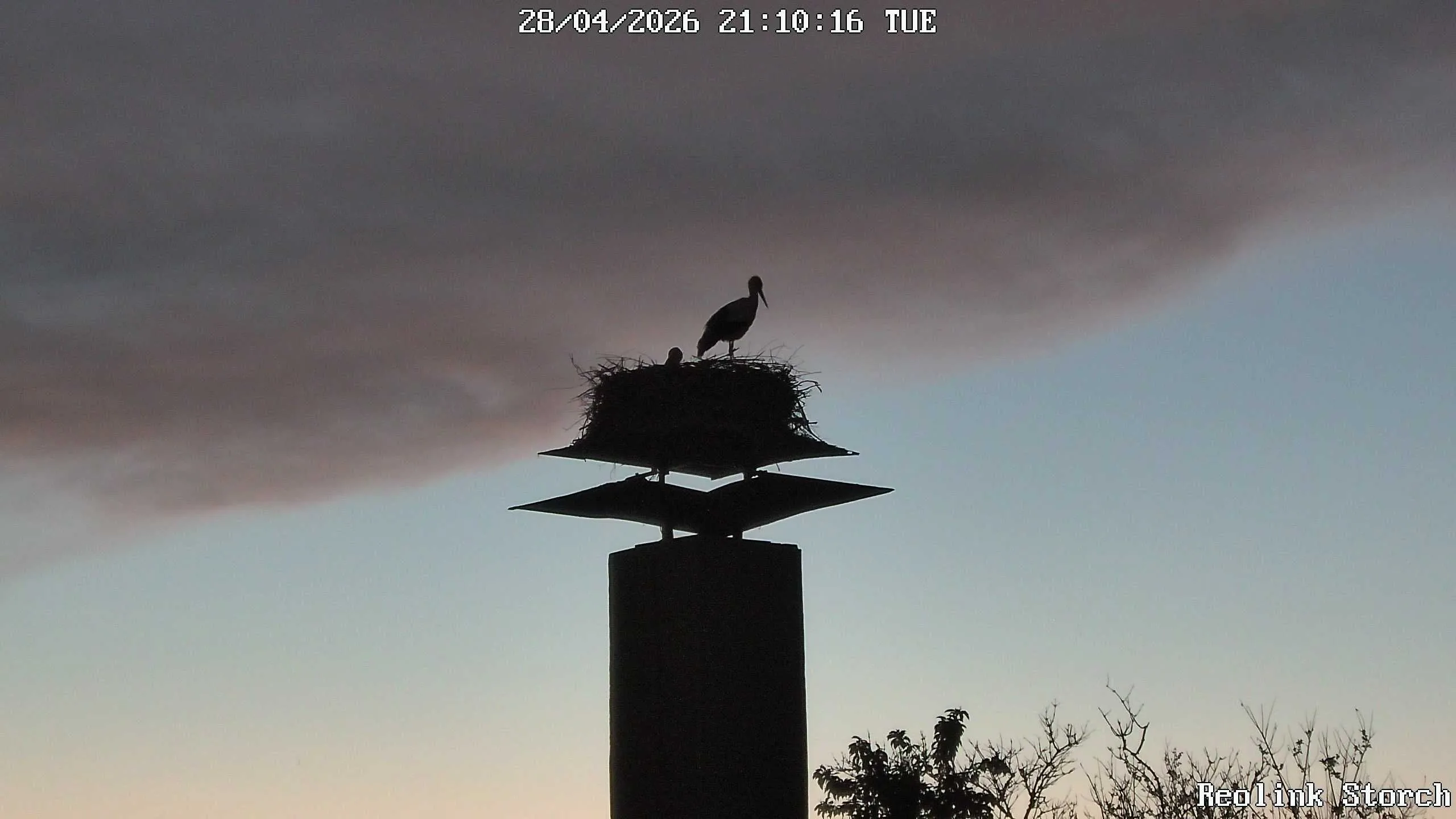 Storchencam Bild