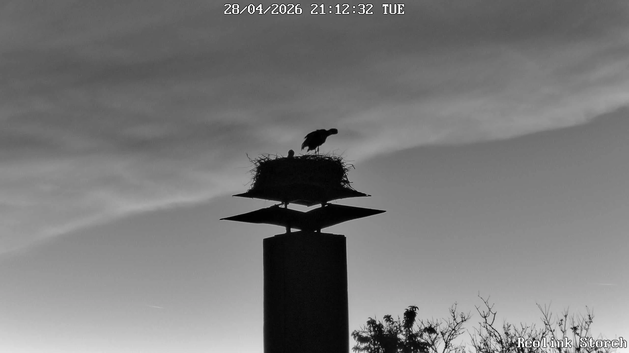 Storchencam Bild