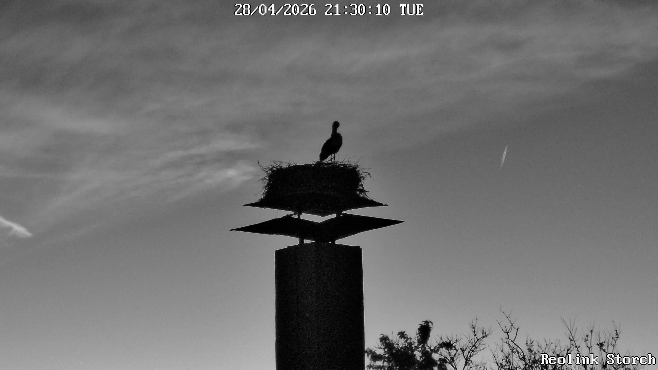 Storchencam Bild