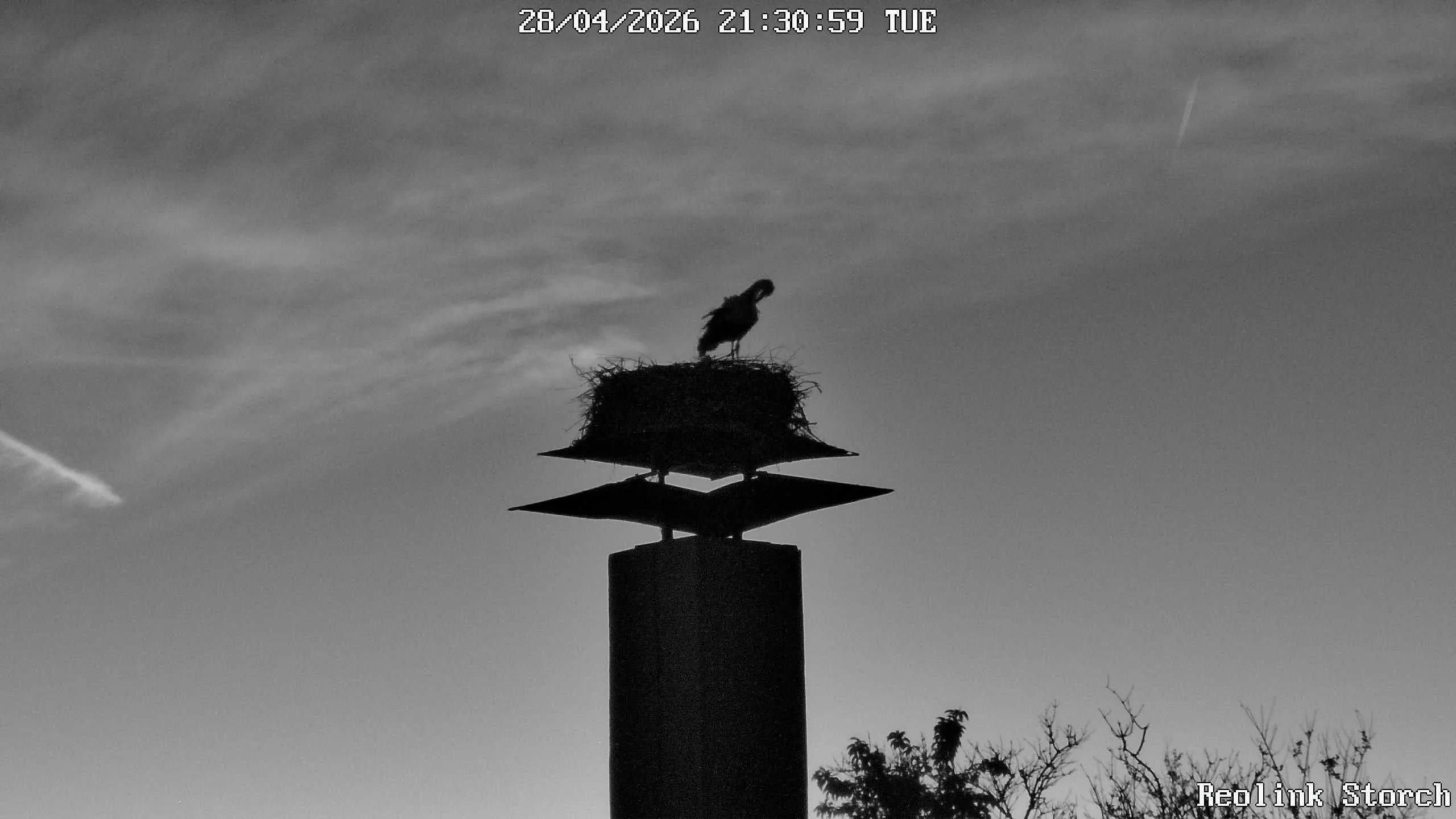 Storchencam Bild
