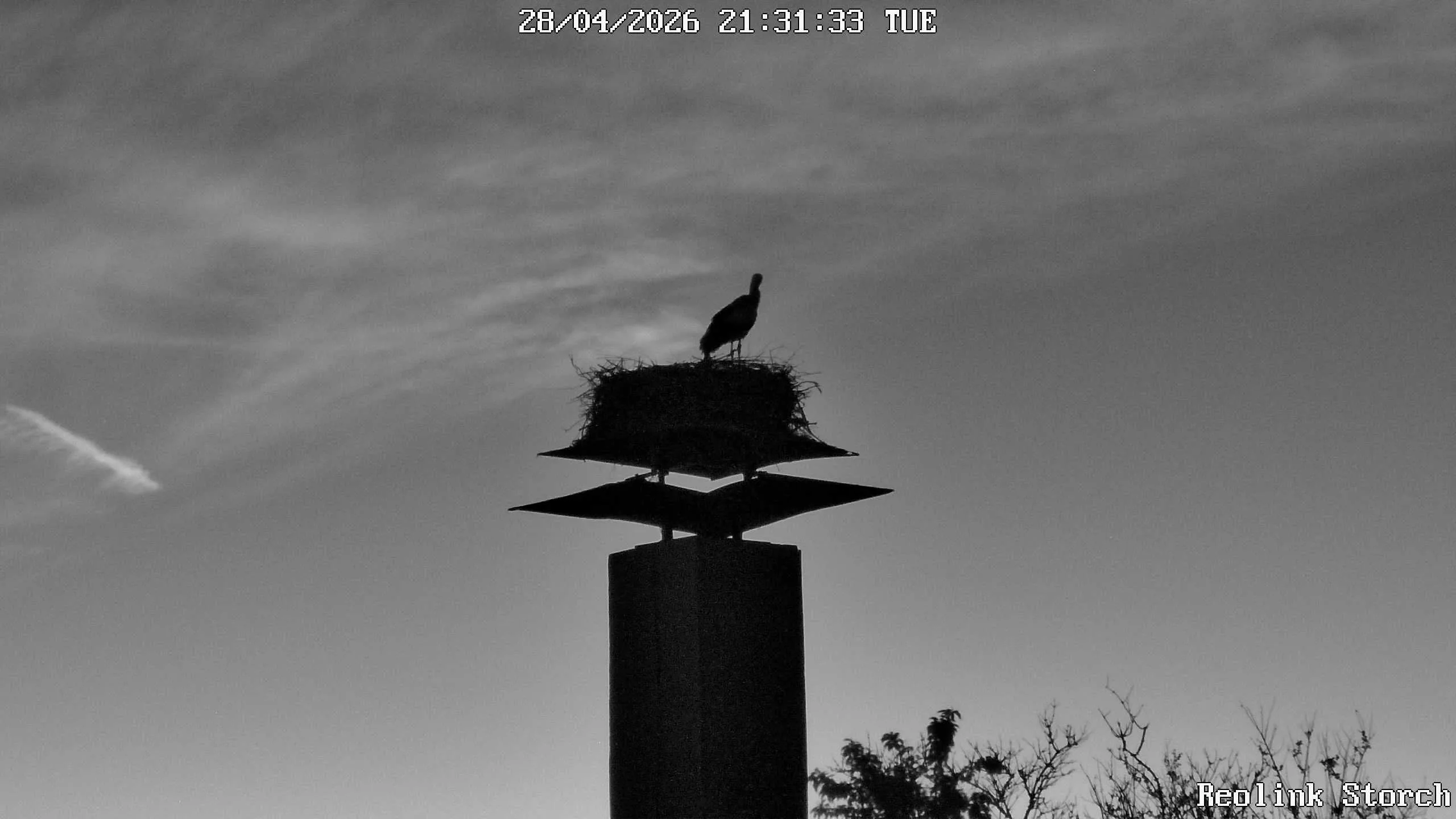 Storchencam Bild