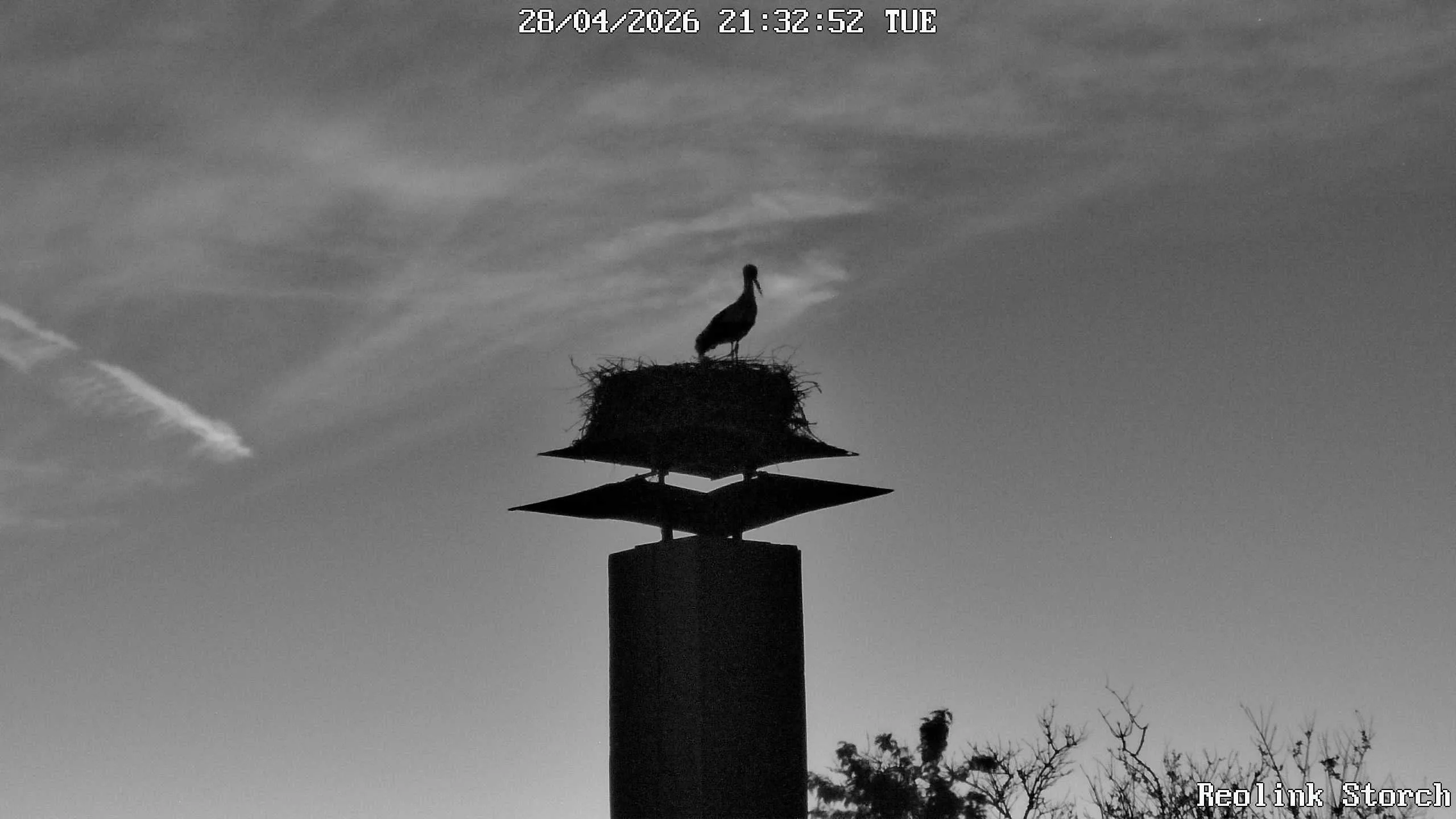 Storchencam Bild