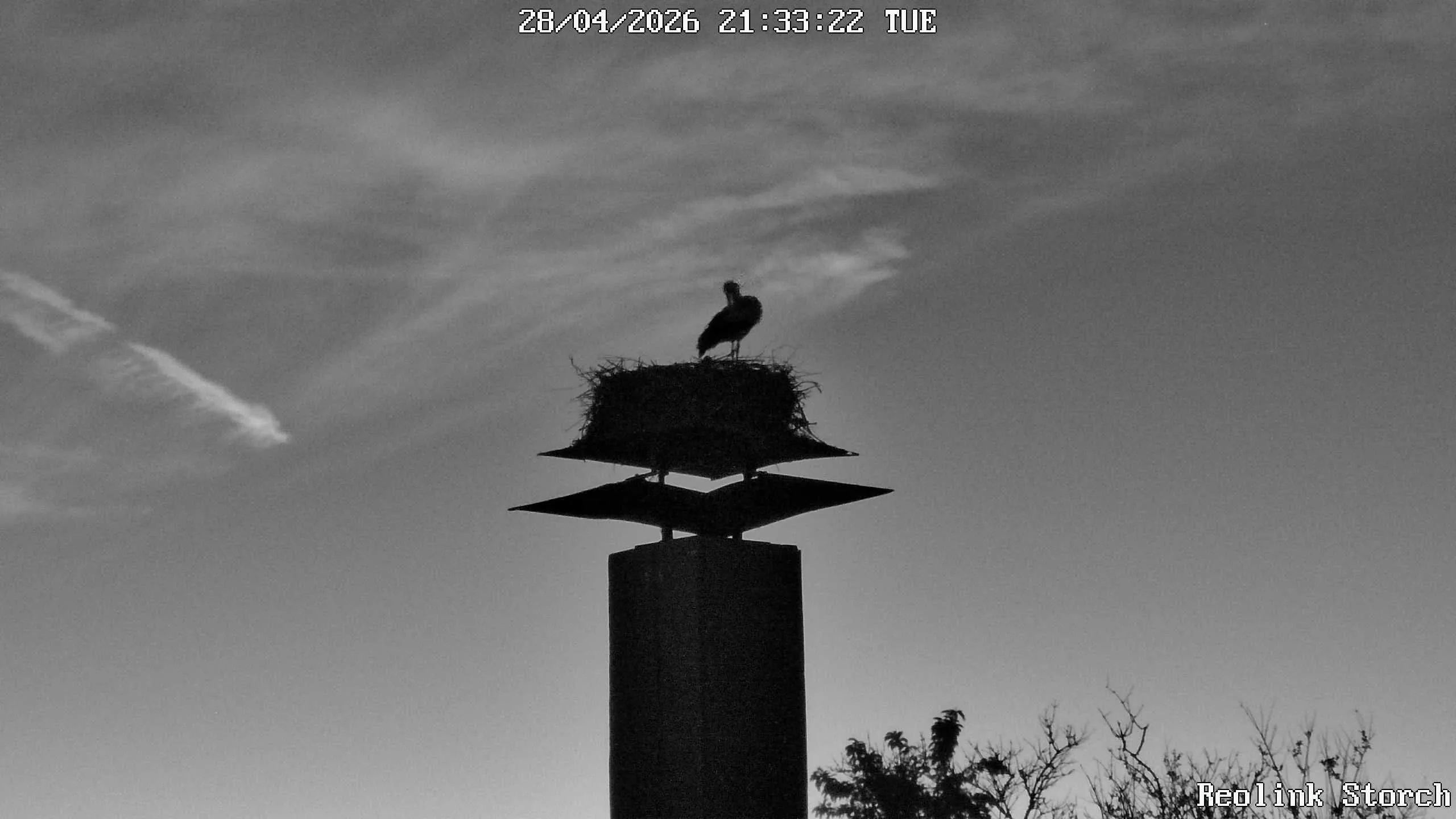 Storchencam Bild