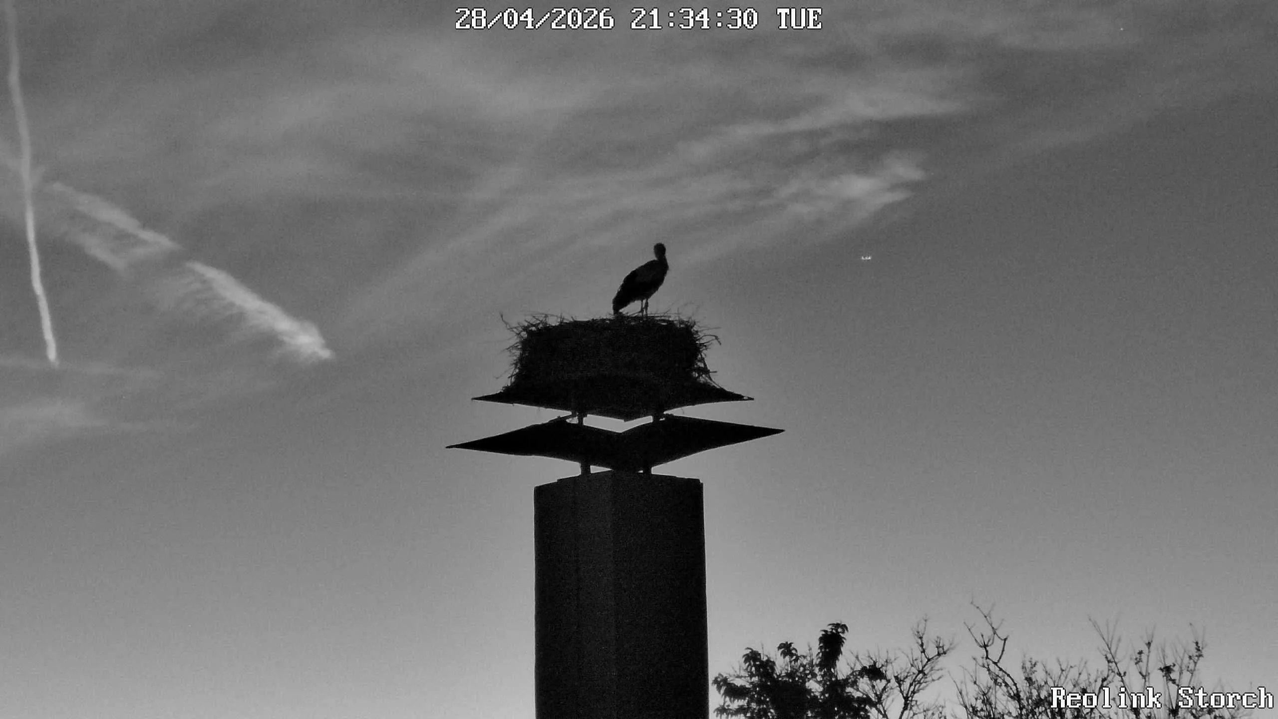 Storchencam Bild