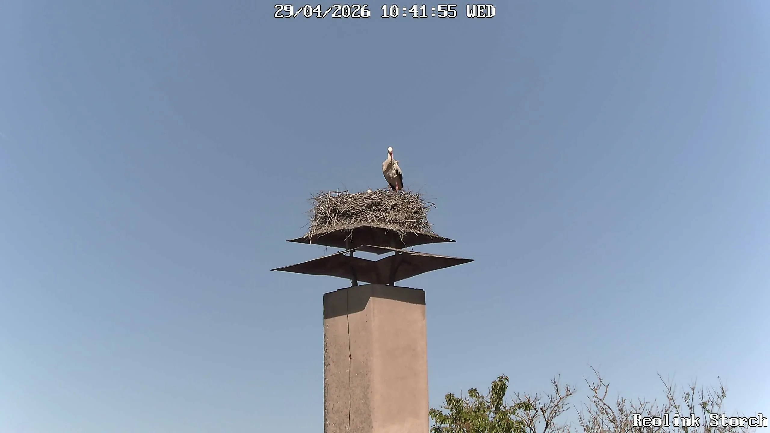Storchencam Bild