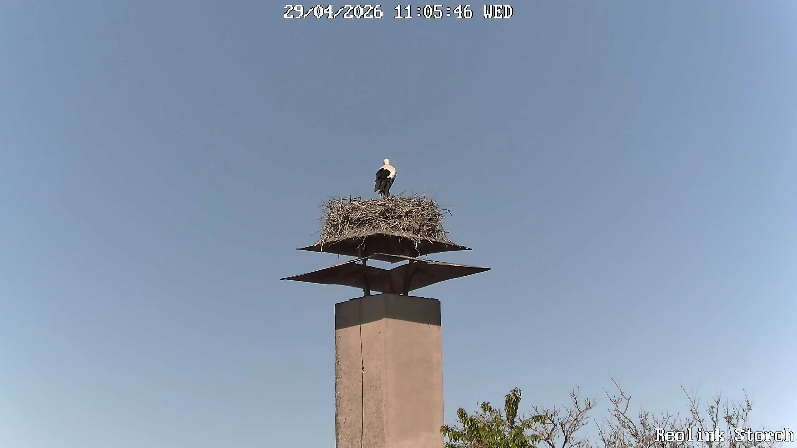 Storchencam Bild