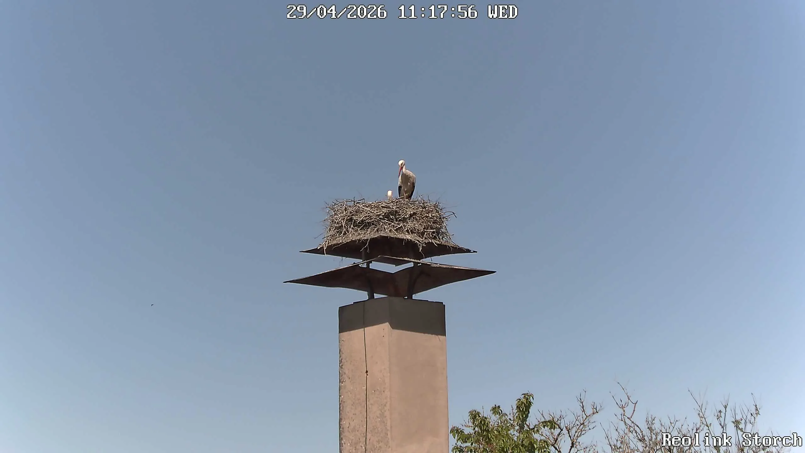 Storchencam Bild