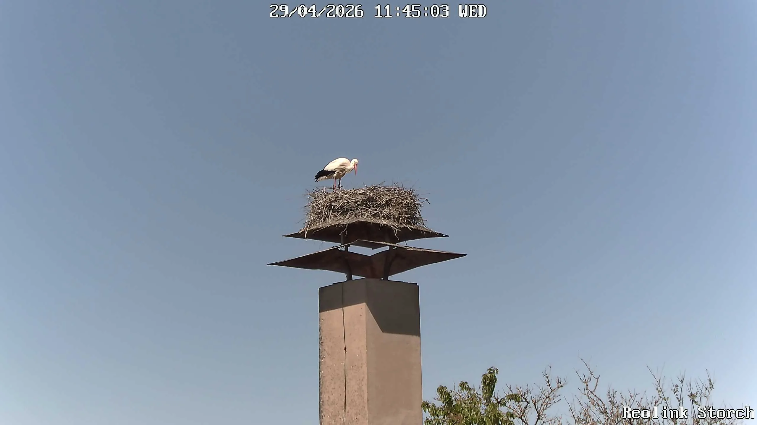 Storchencam Bild