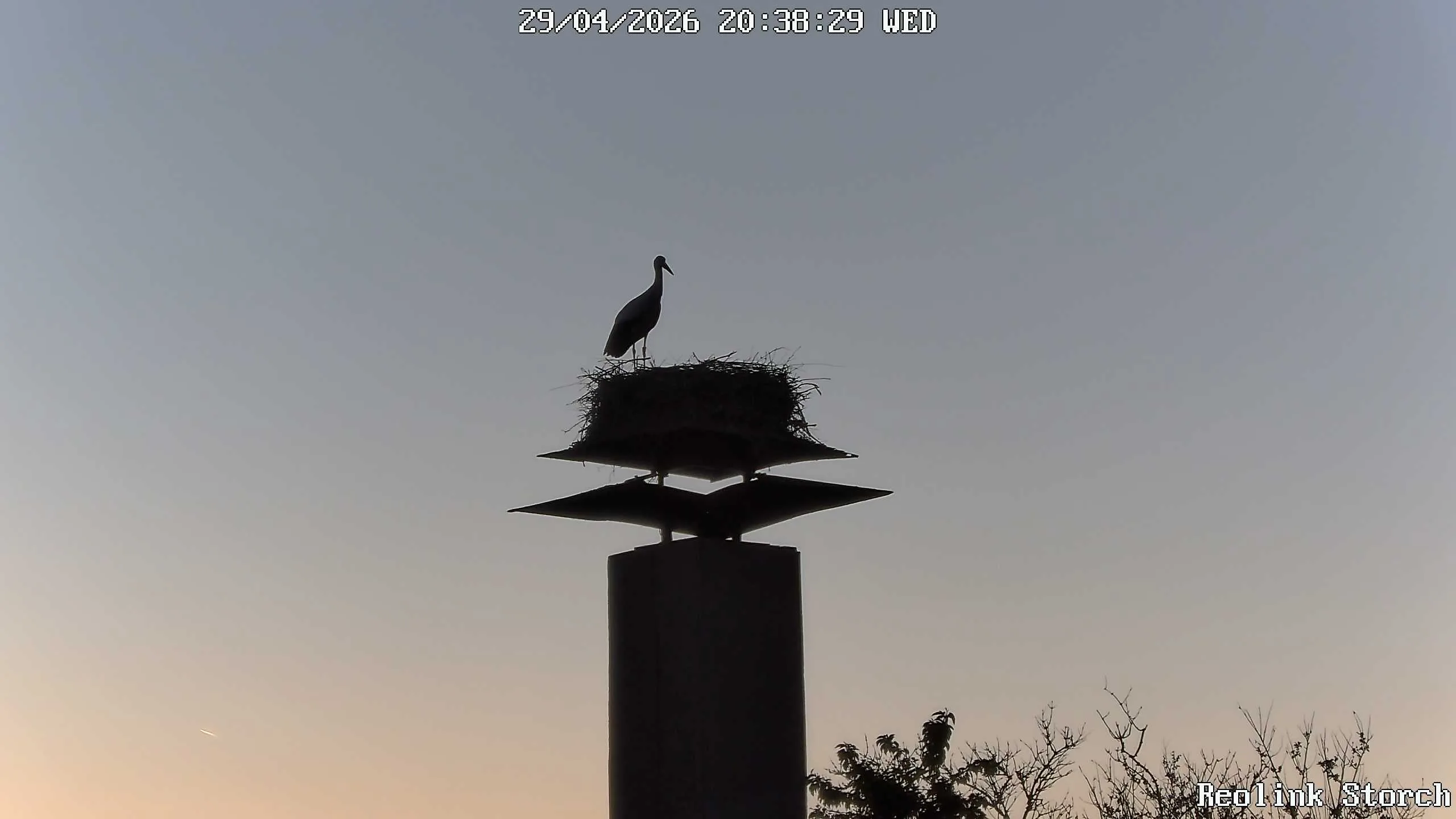 Storchencam Bild