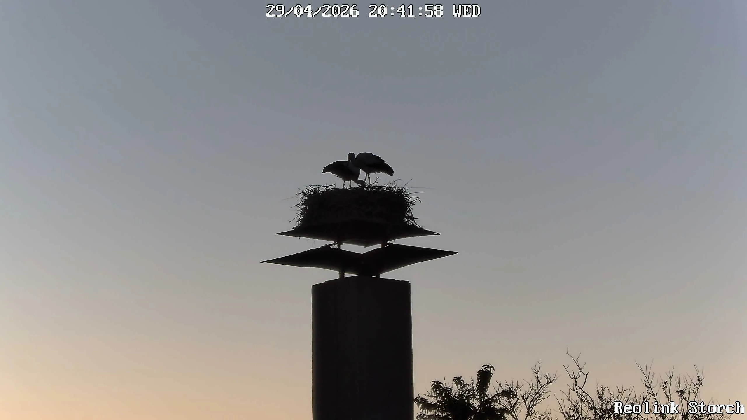 Storchencam Bild