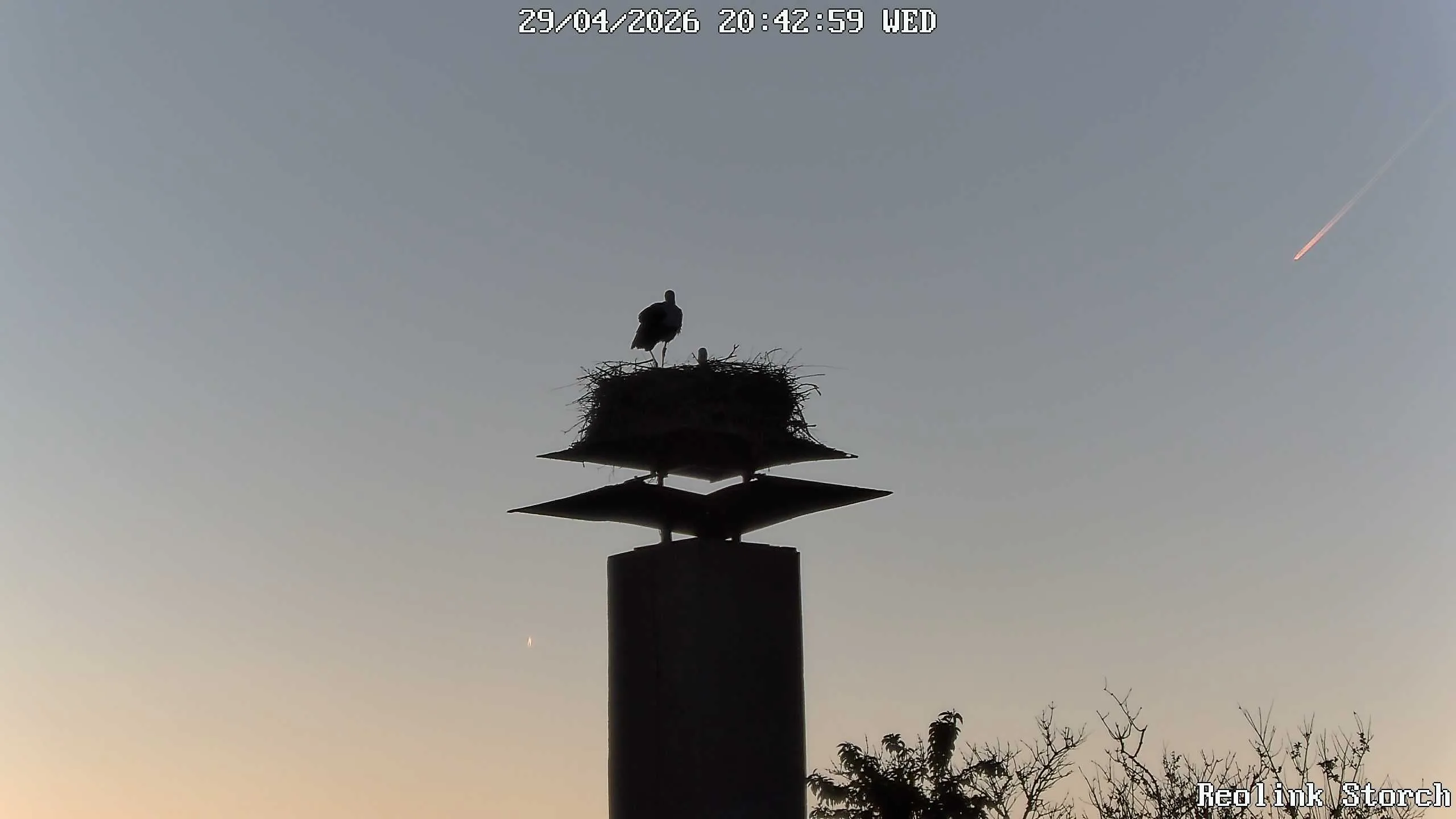 Storchencam Bild