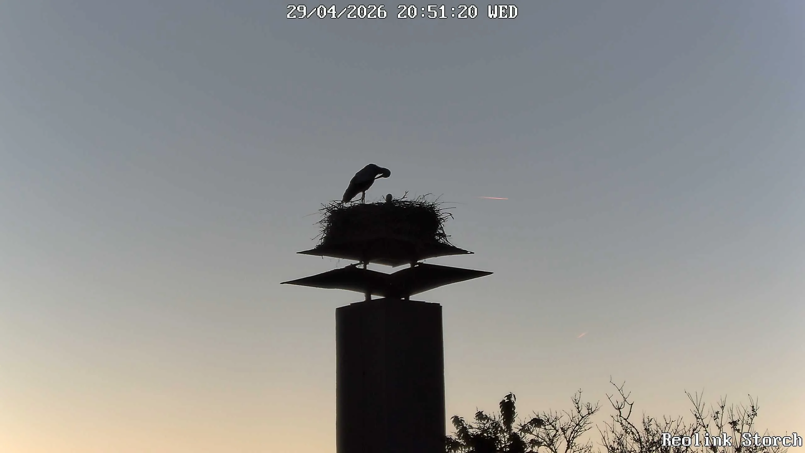 Storchencam Bild