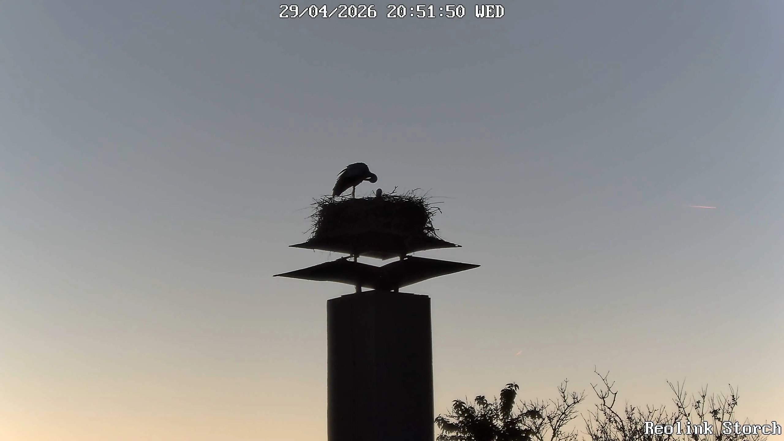Storchencam Bild