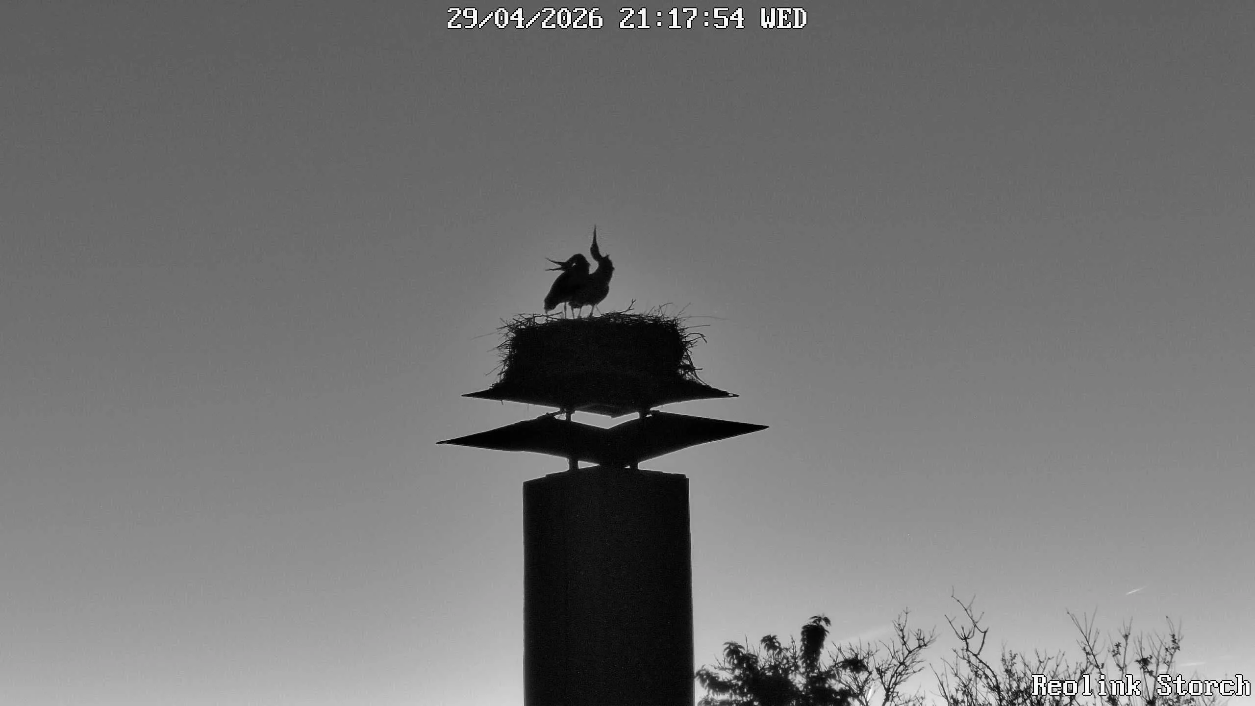 Storchencam Bild