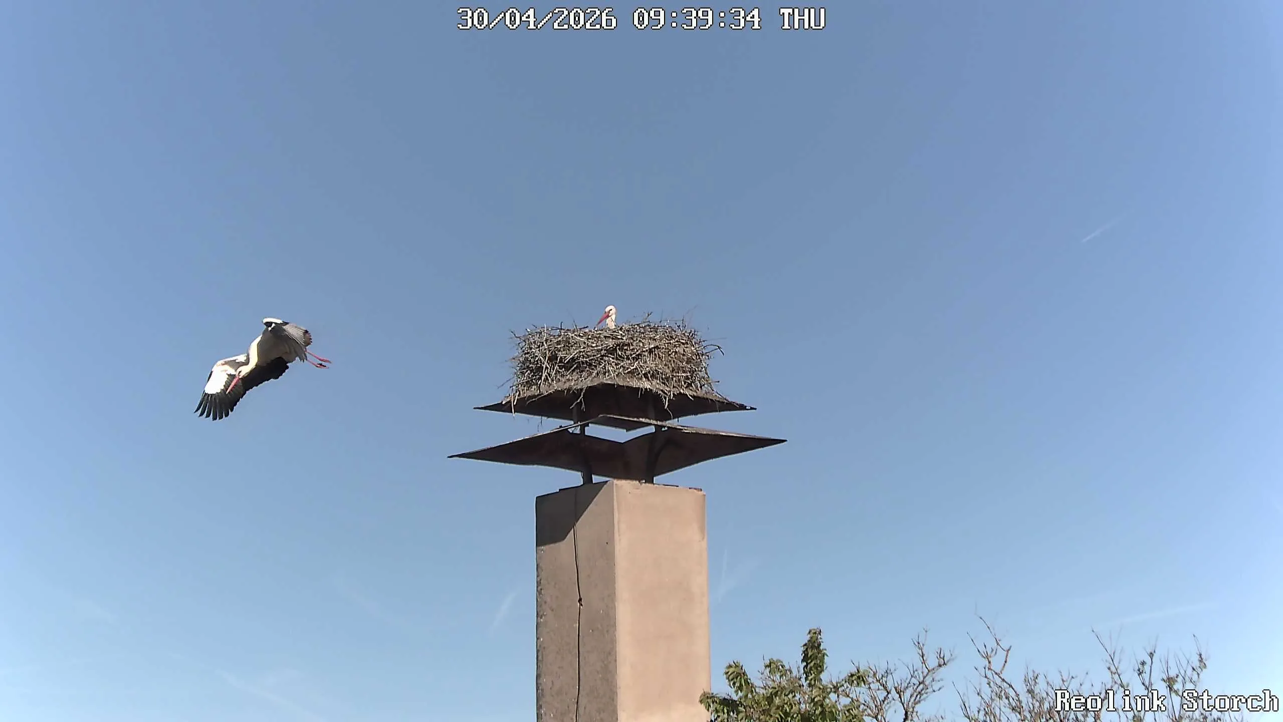 Storchencam Bild