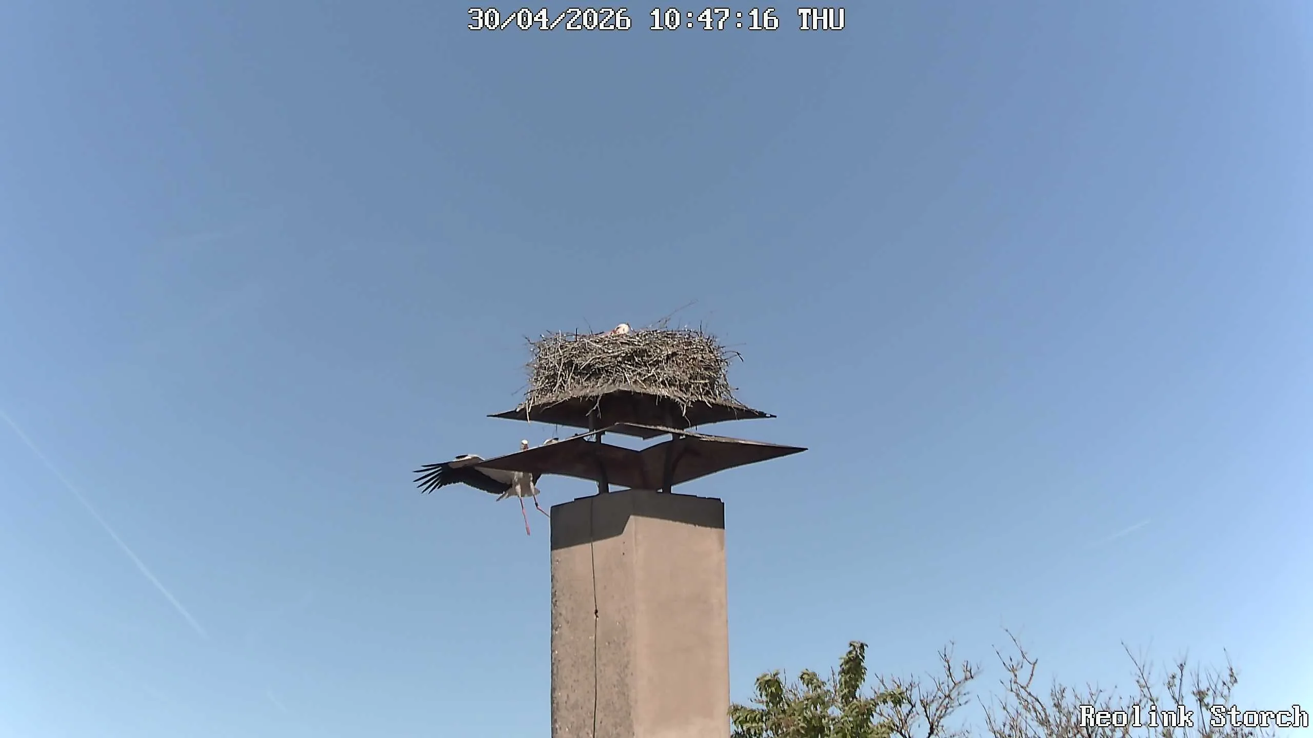 Storchencam Bild