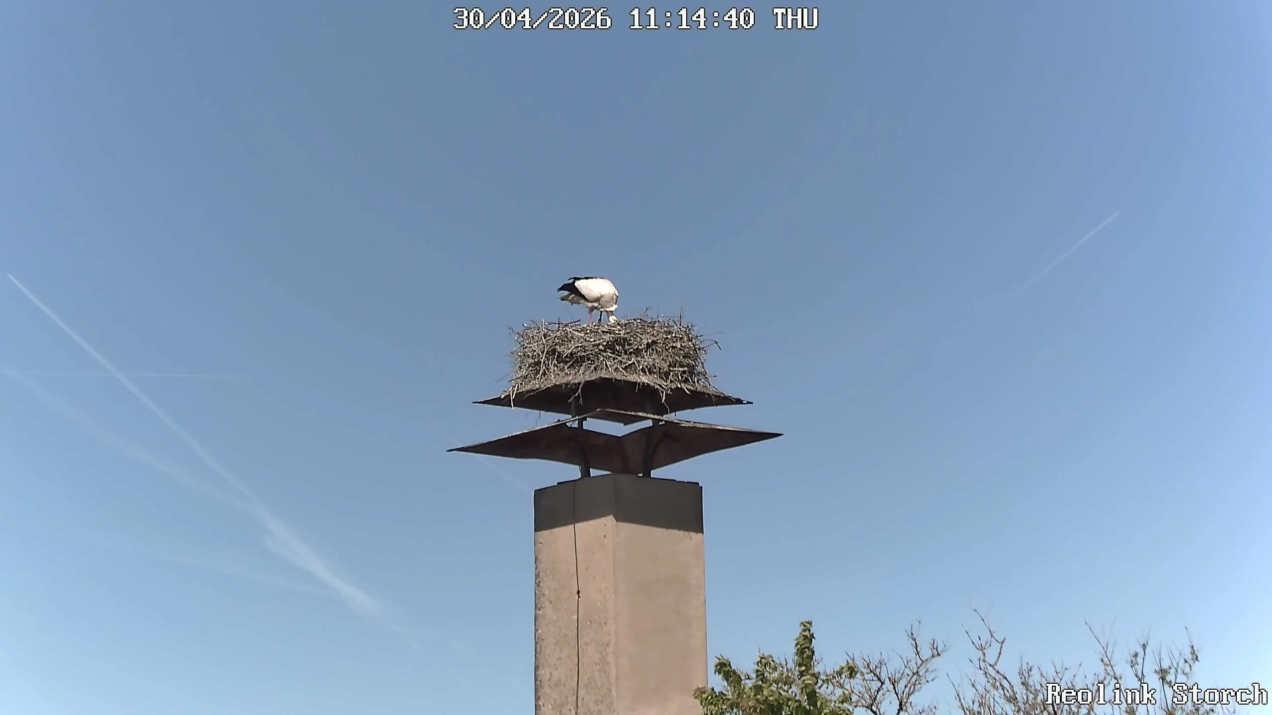 Storchencam Bild