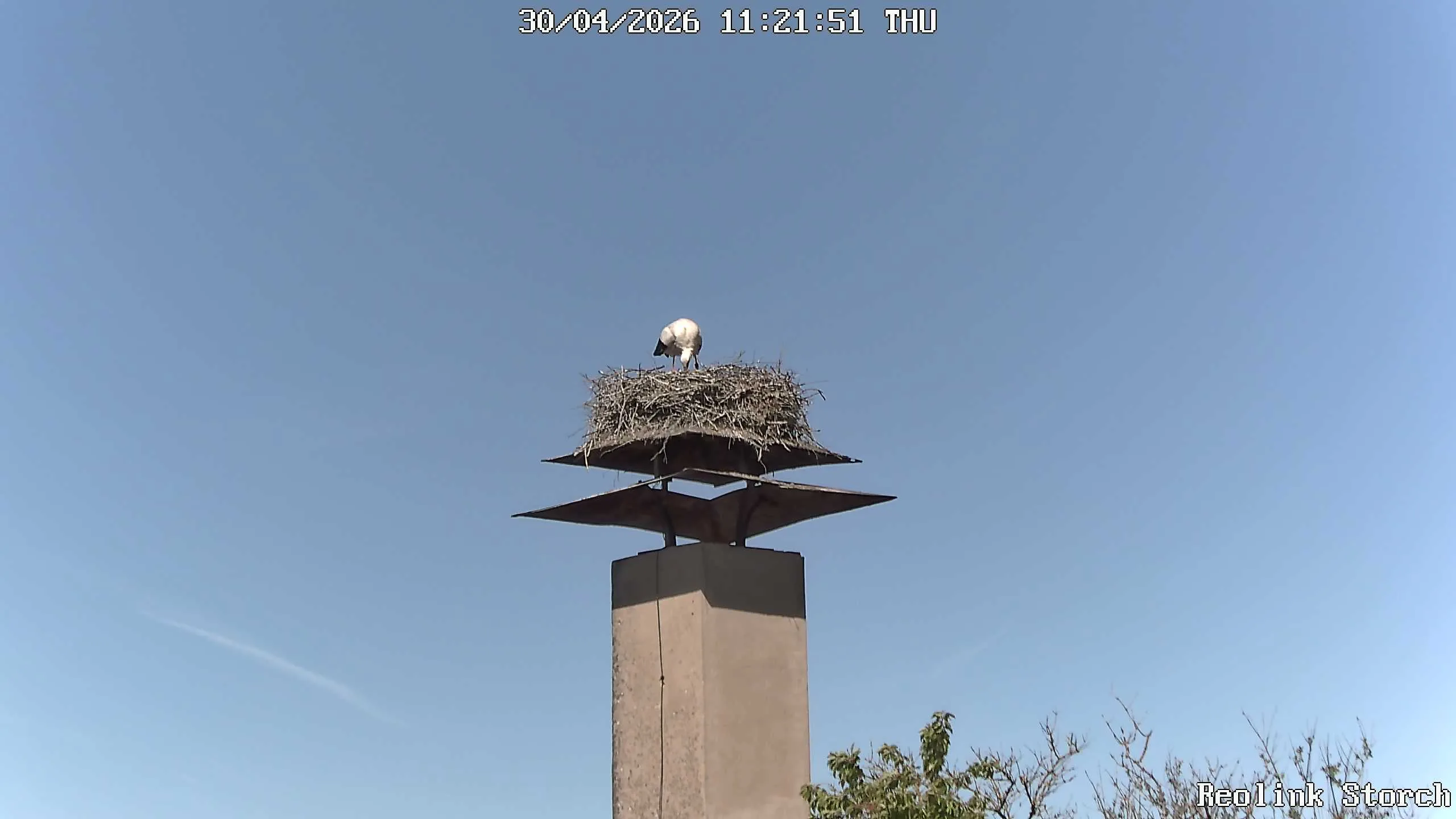 Storchencam Bild