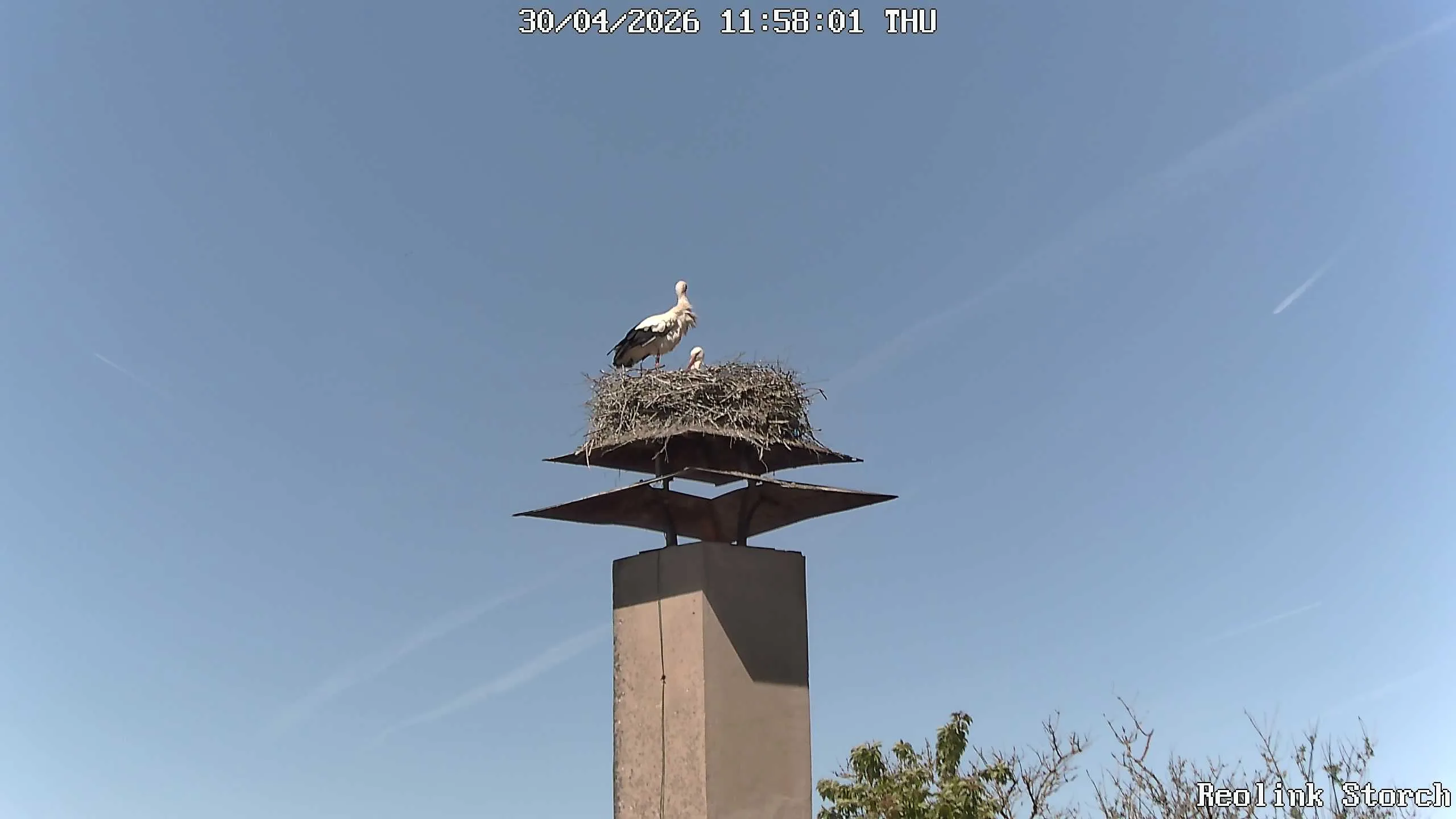Storchencam Bild